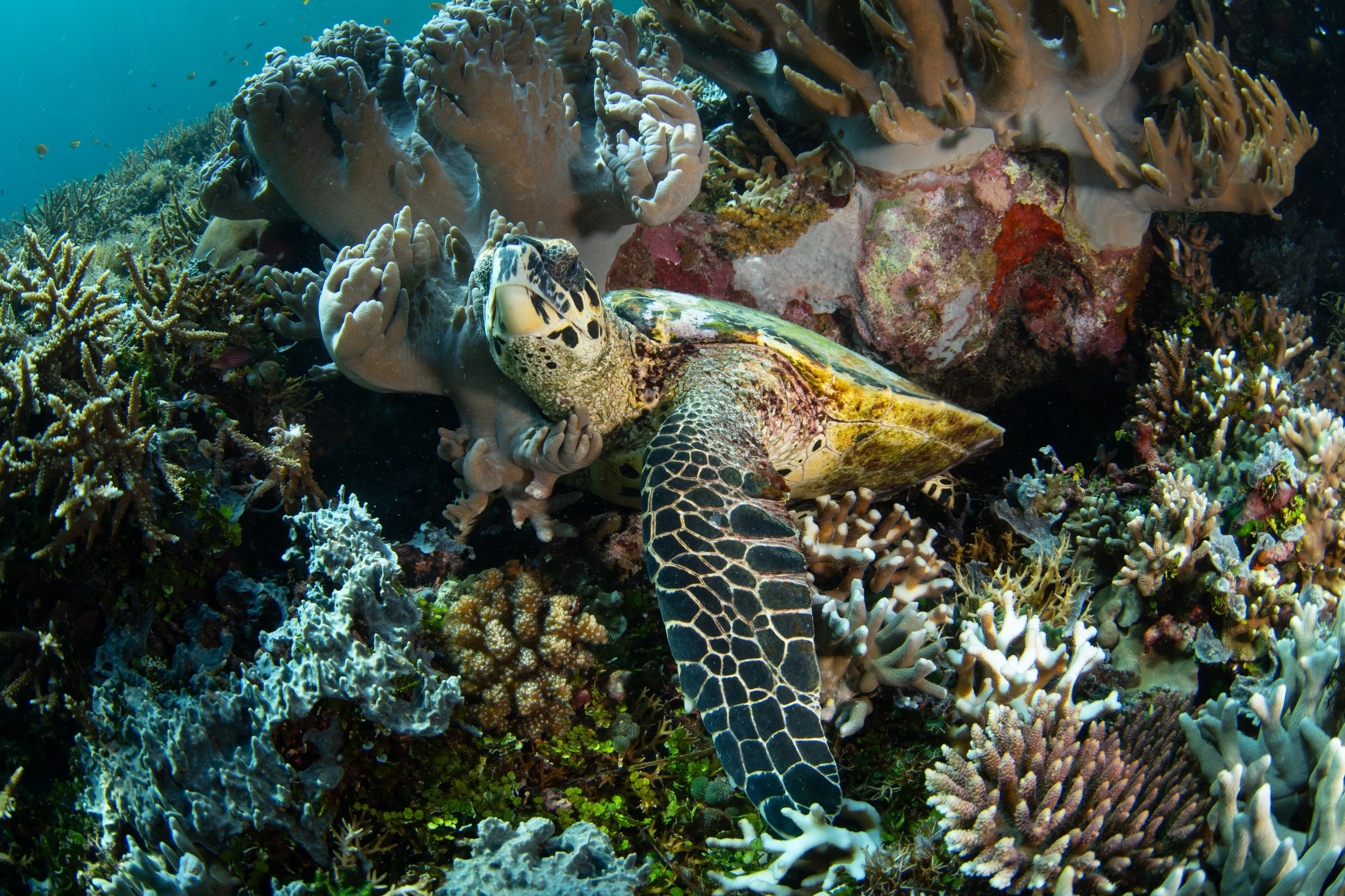 Raja ampat Meeresschildkröte