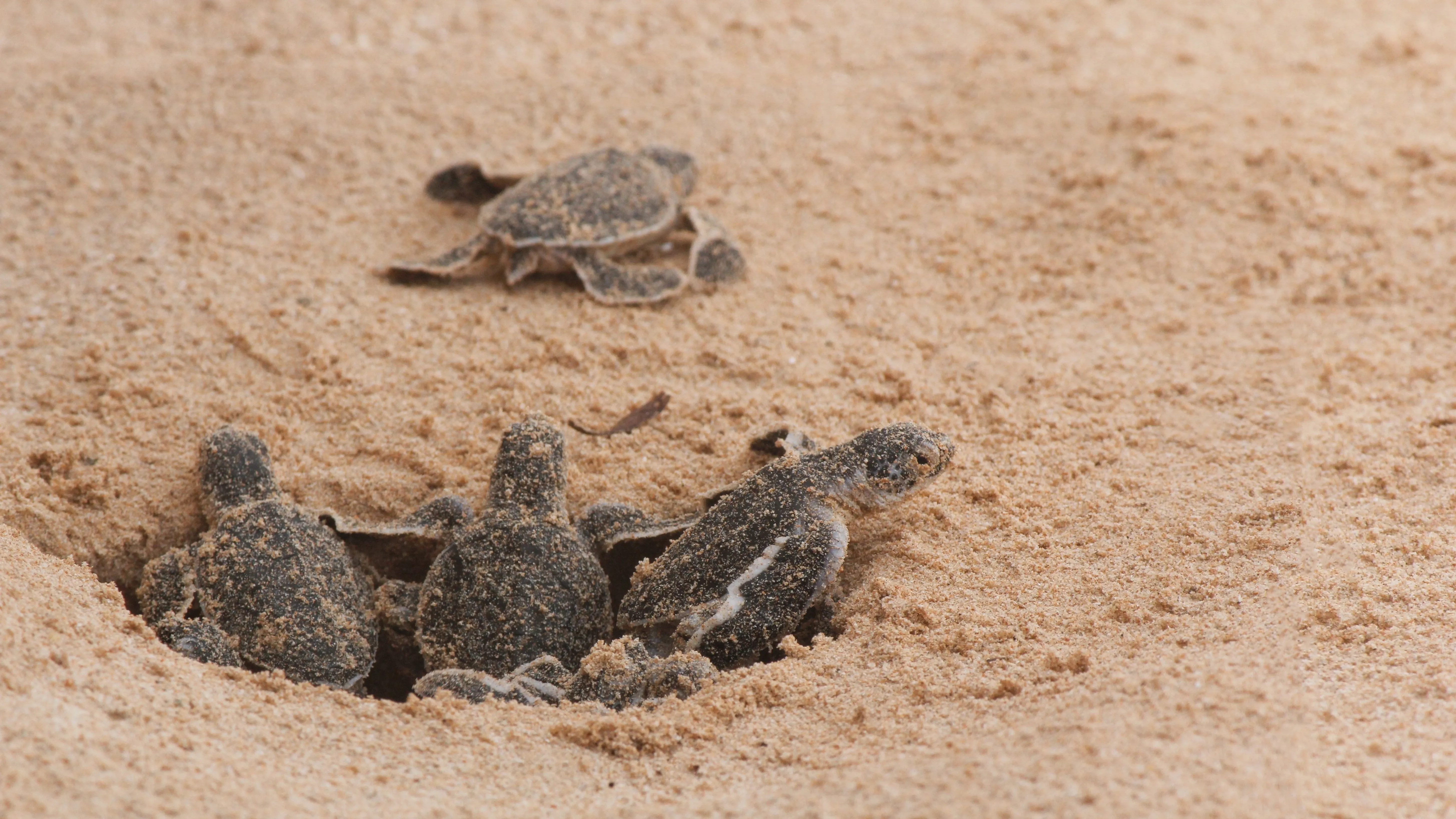 Baby Schildkröten schlüpfen am Strand