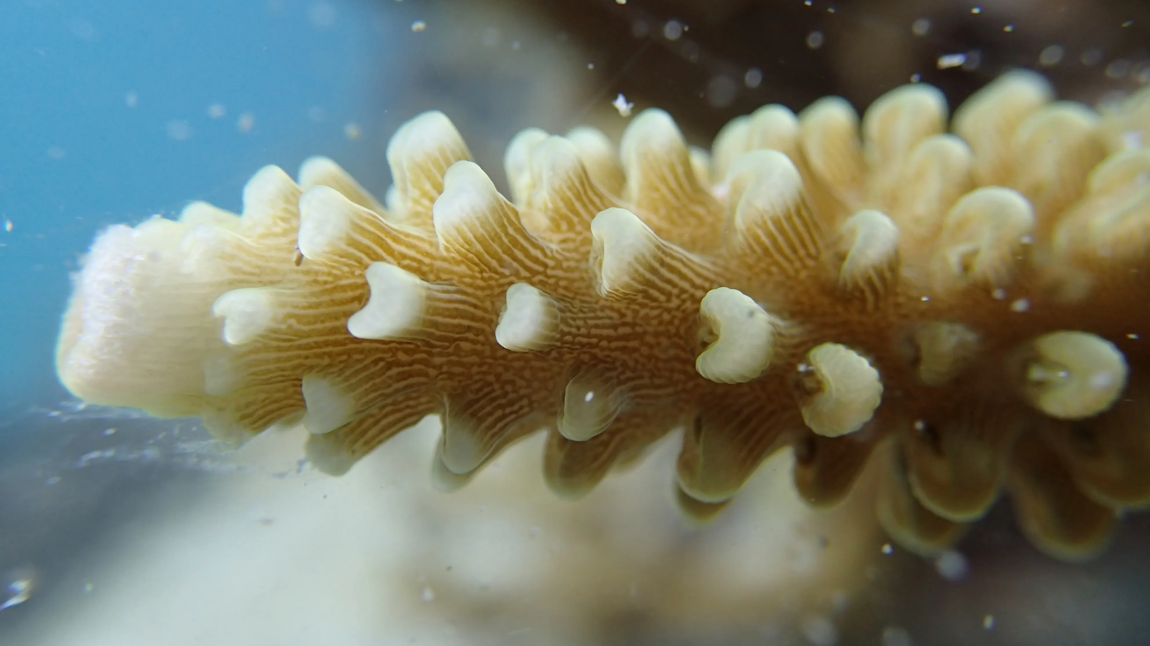 Nahaufnahme einer weißen Koralle