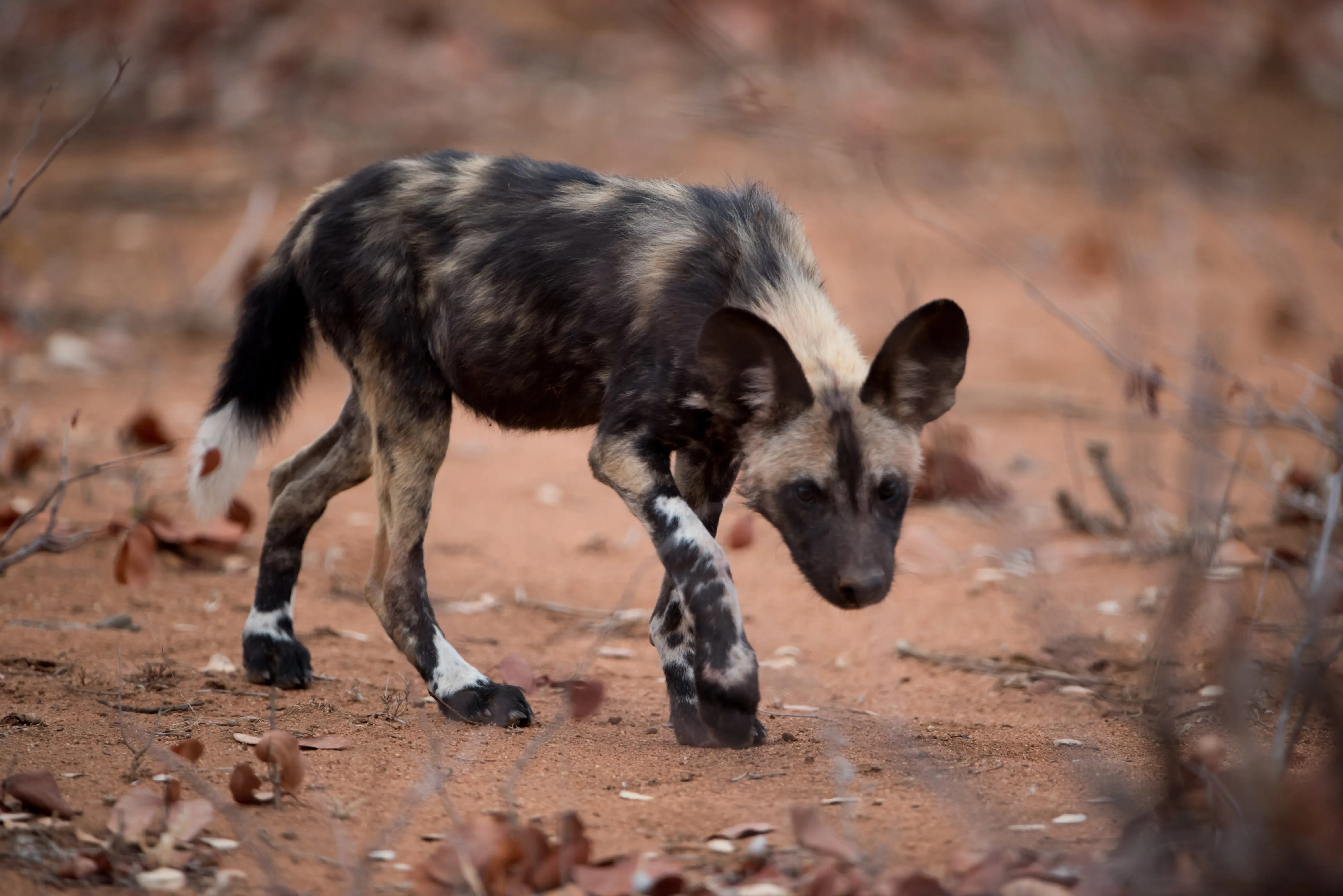 wild dog juvenile