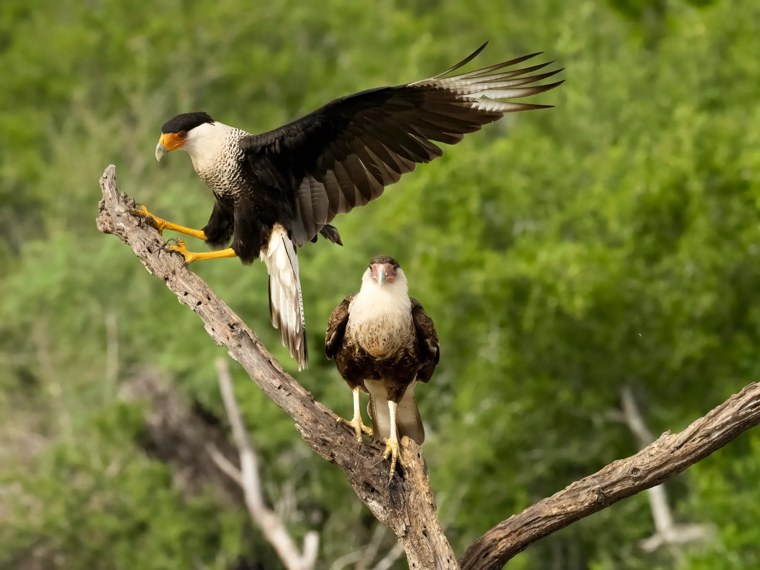 American north crested caracara