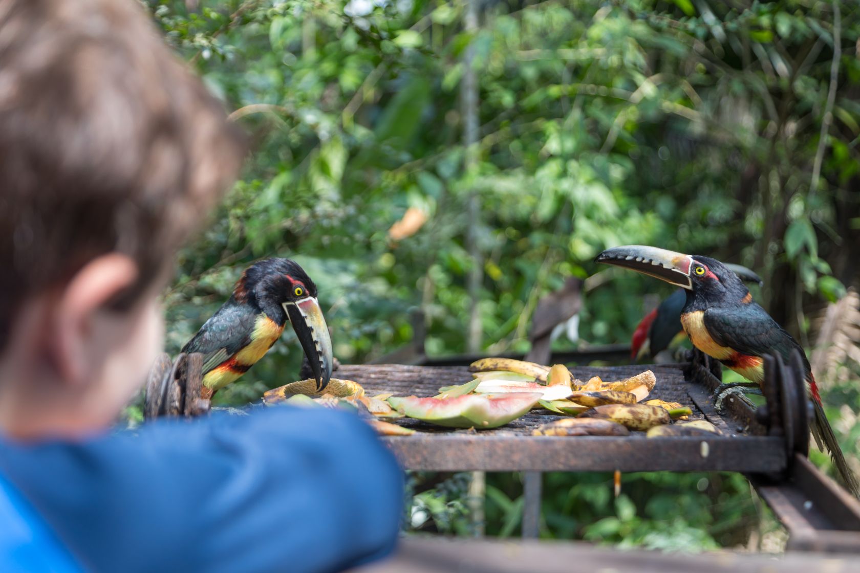 Child watching birds eat fruit