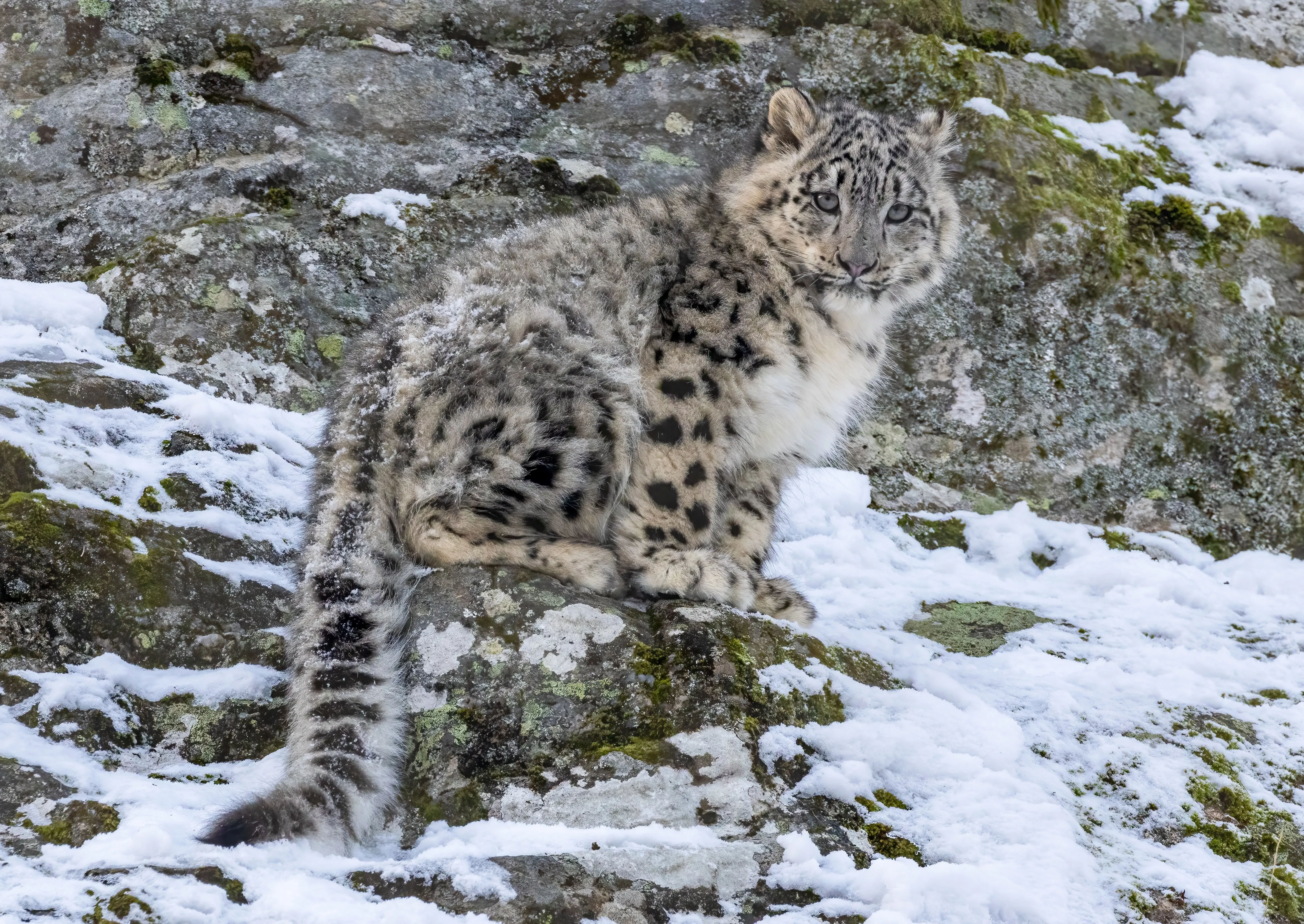 Sitting snow leopard