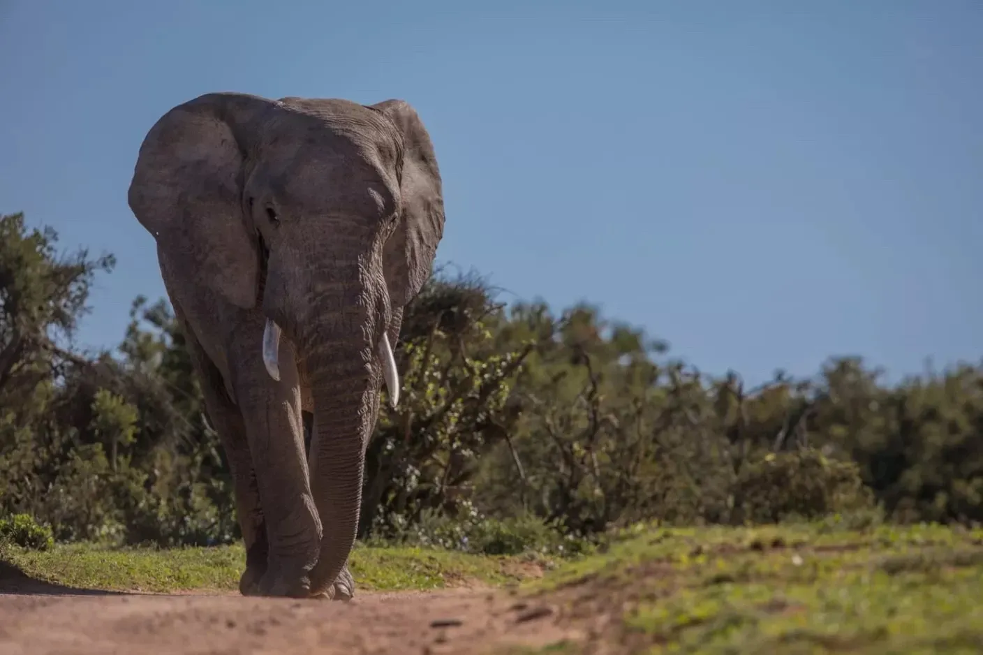 Guide Courses in Africa