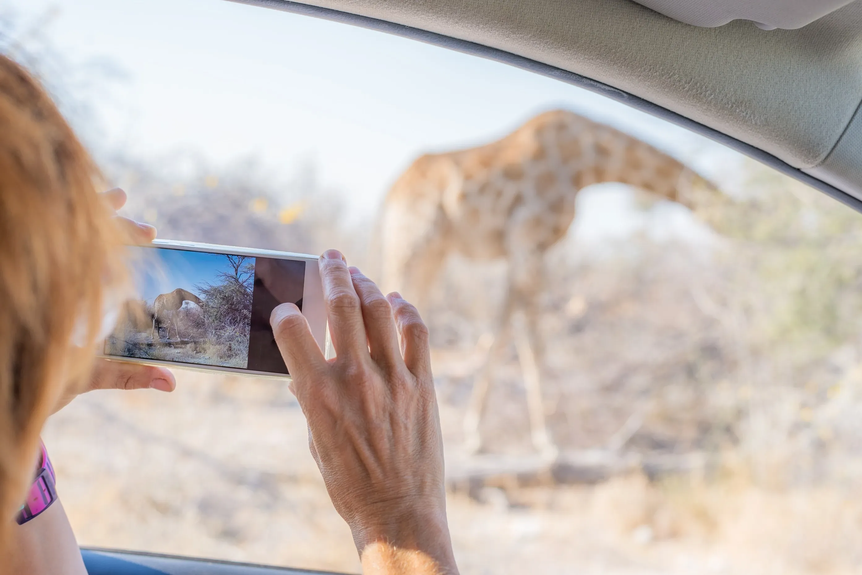 Tourist photographing a giraffe