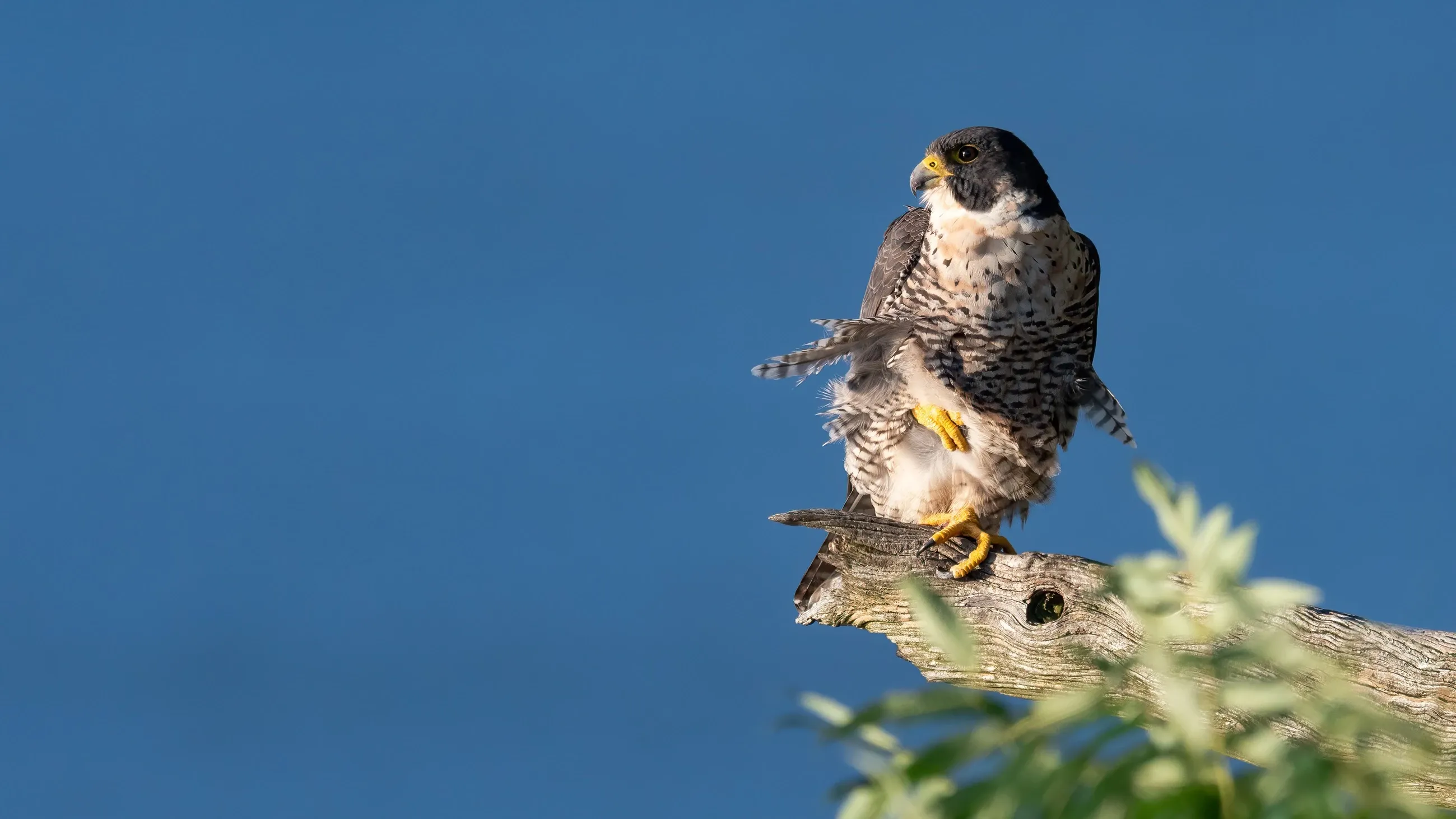 peregrine falcon