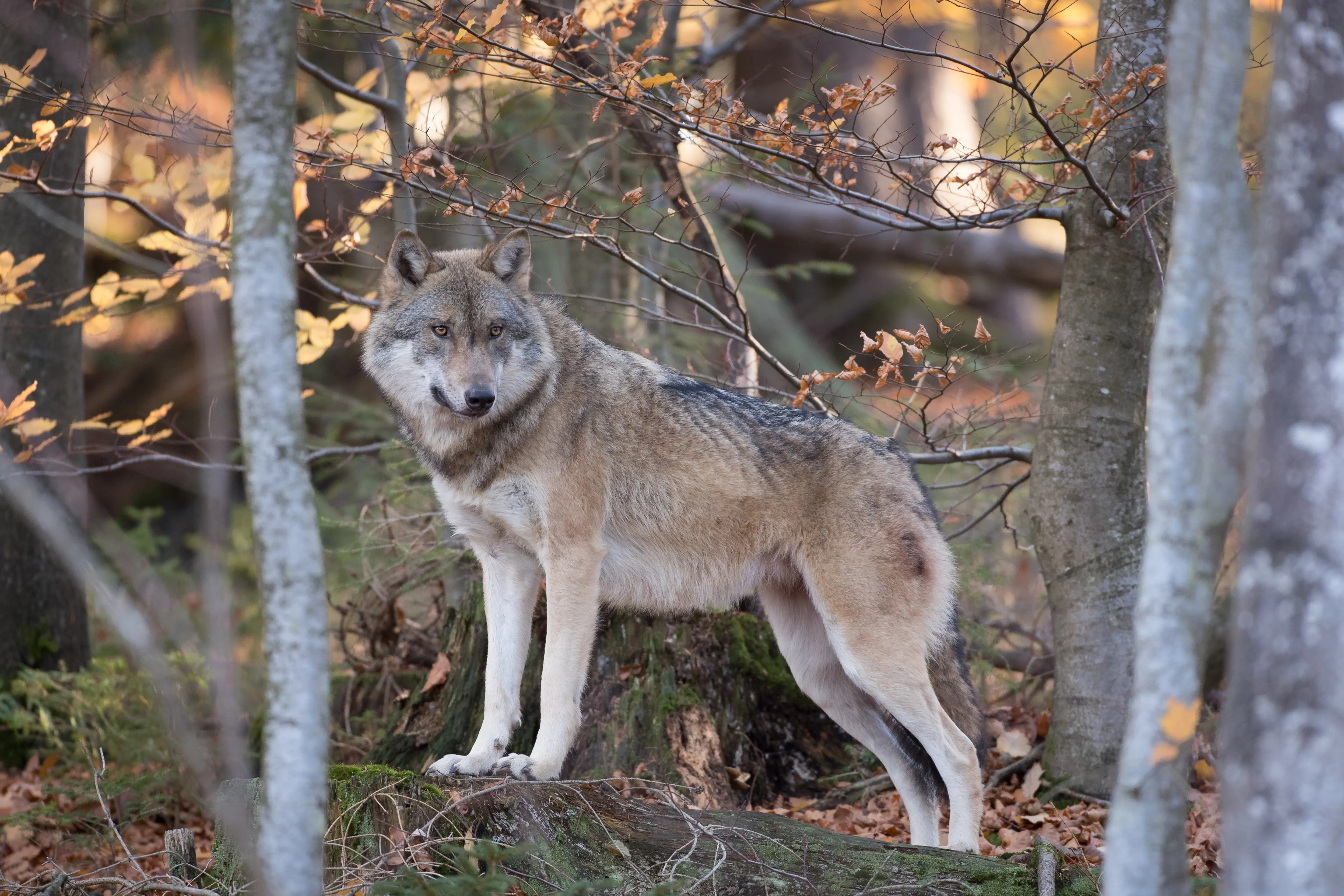 Wolf in the dense forest