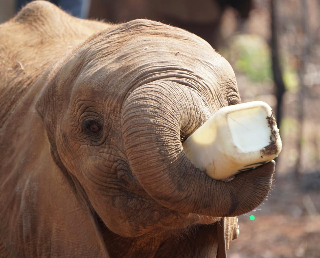 Elefantenbaby trinkt