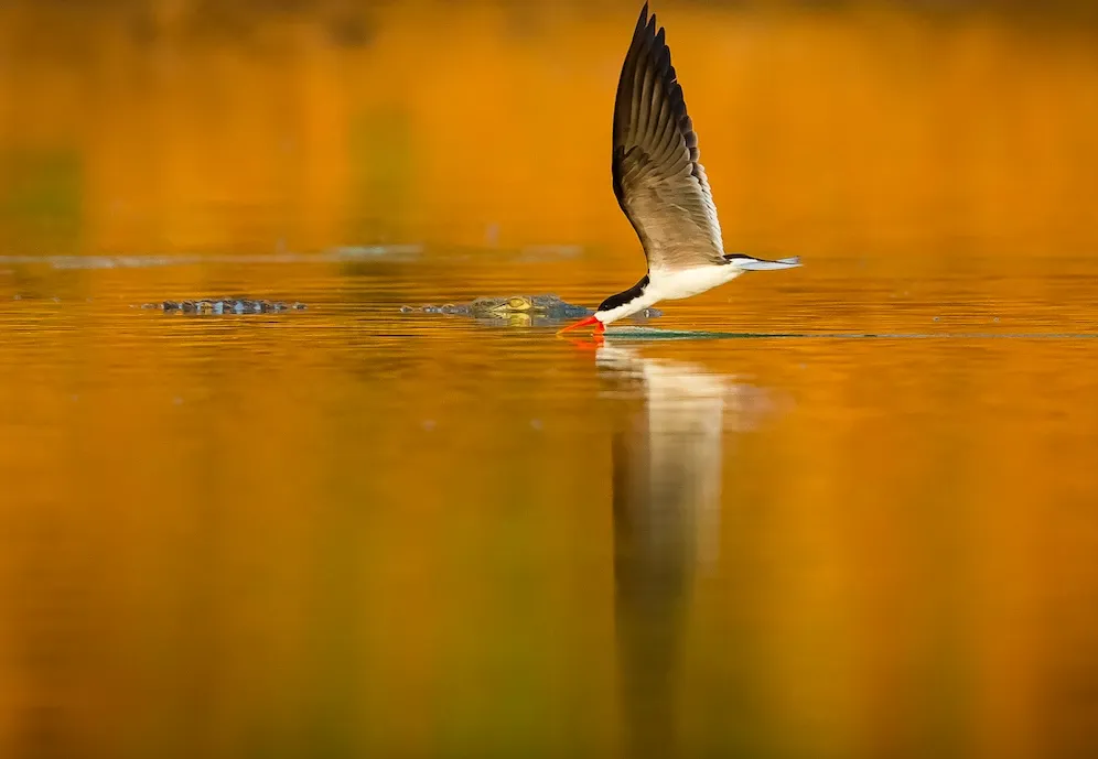 Afrikanischer Abschäumer