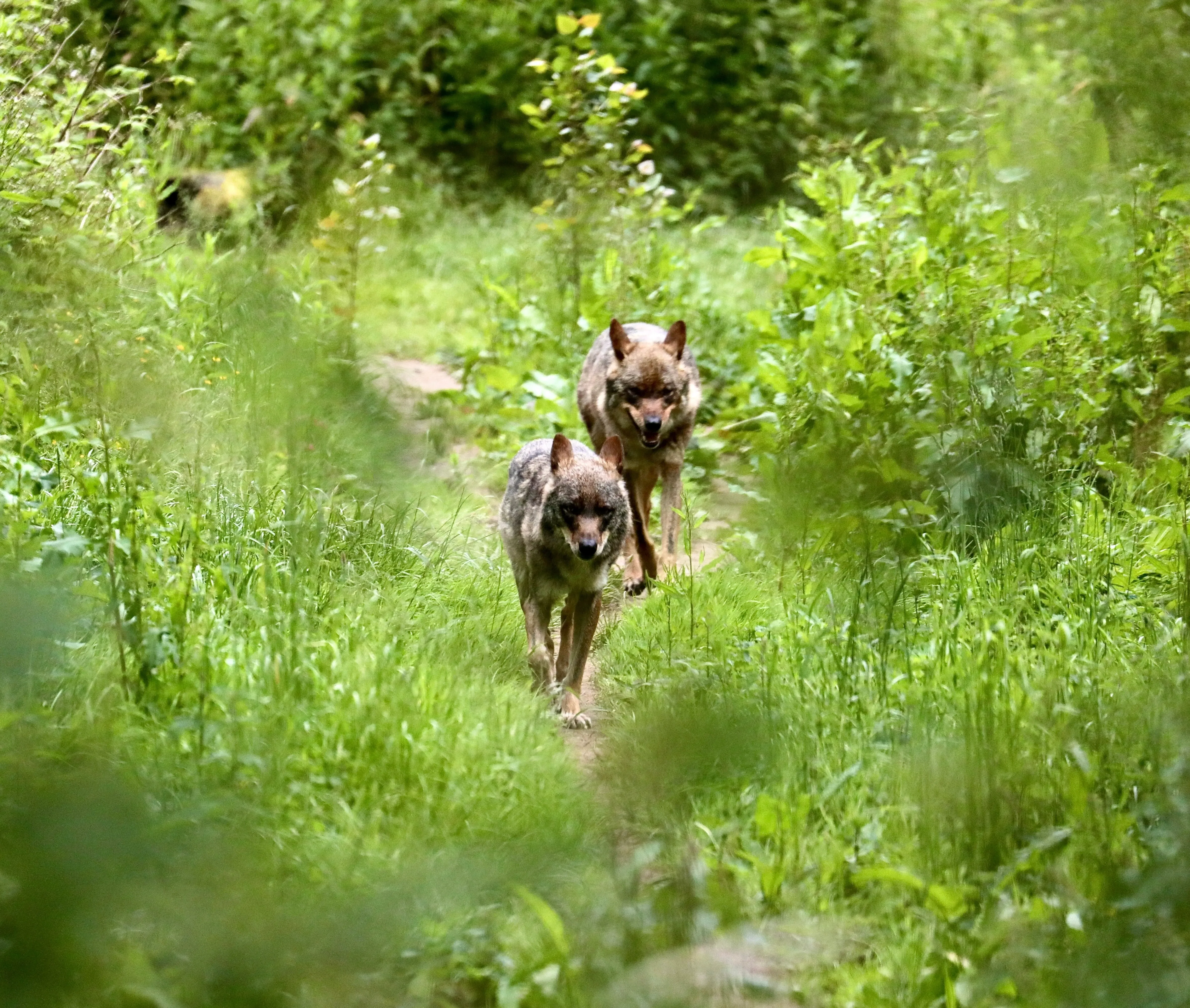 two wolves running
