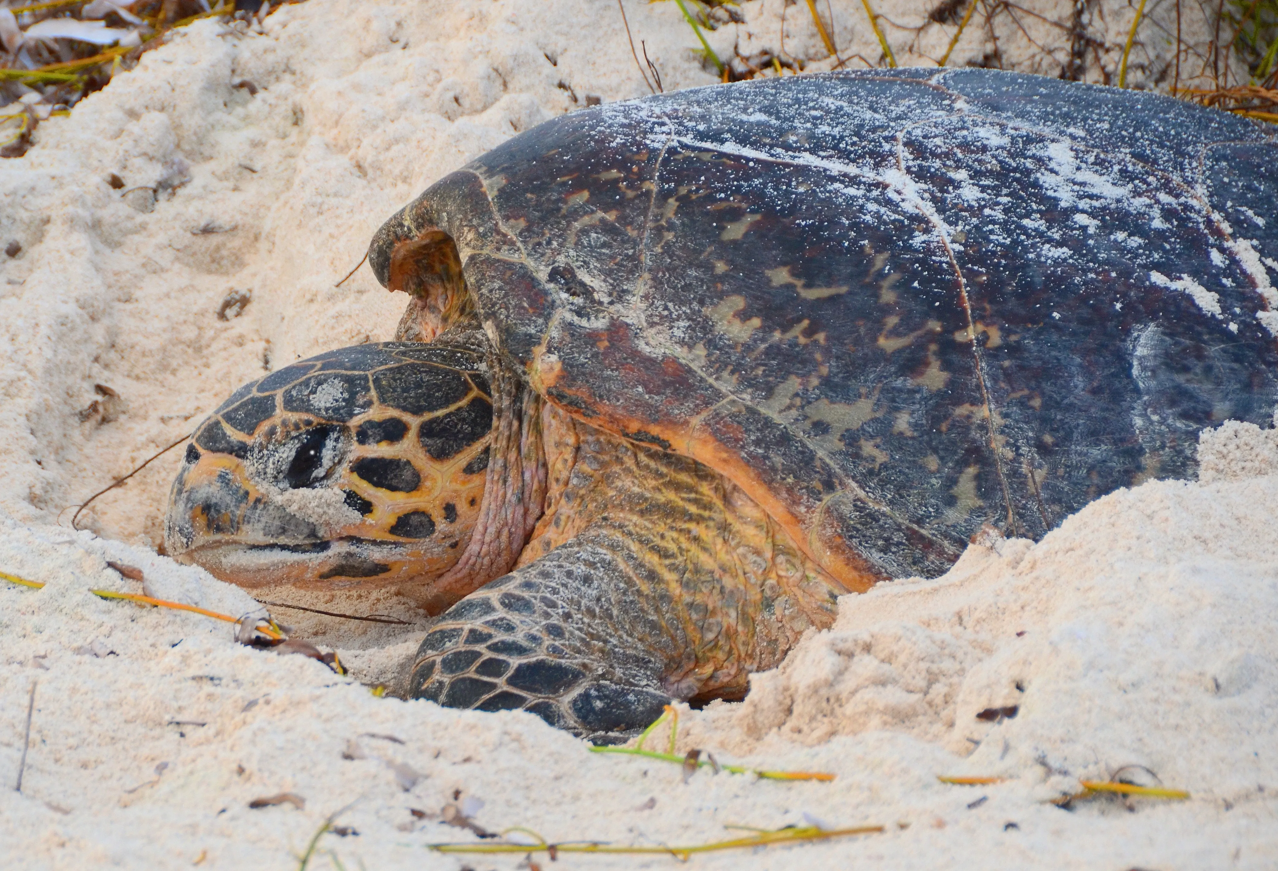 Green sea turtle on beach