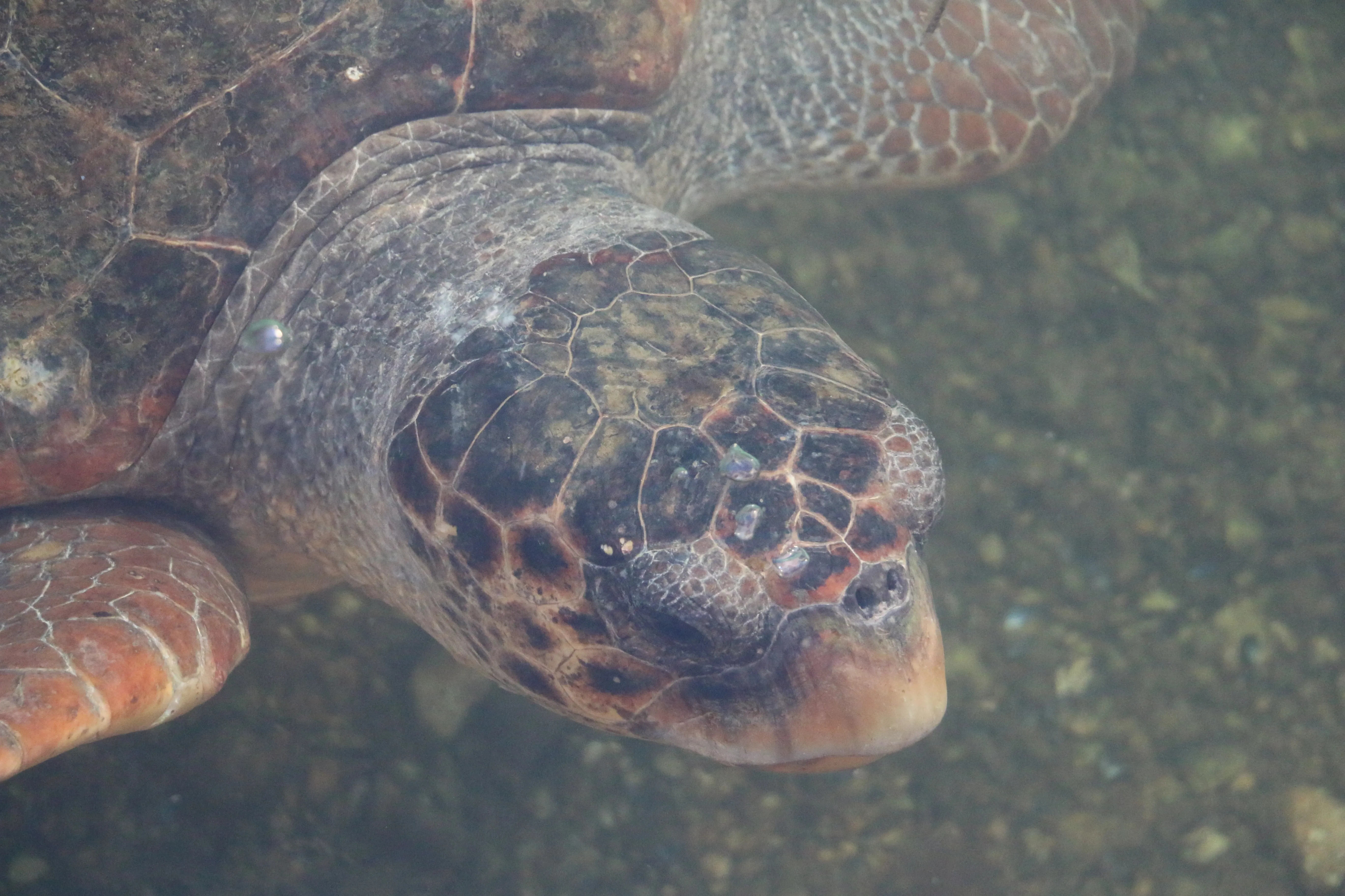 Freiwilligenprojekt Meeresschildkrötenschutz, Griechenland