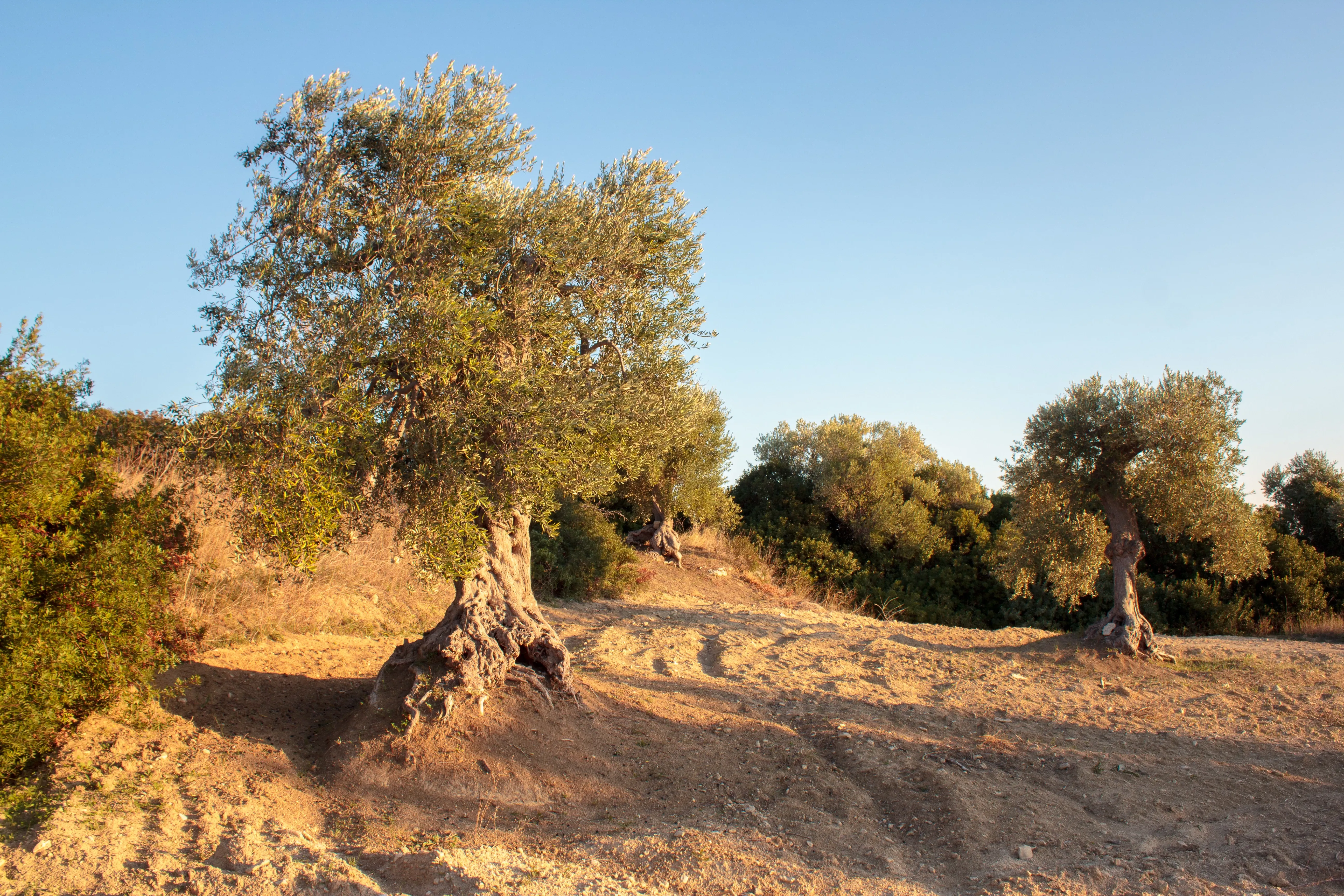 Olivenbaum in Italien