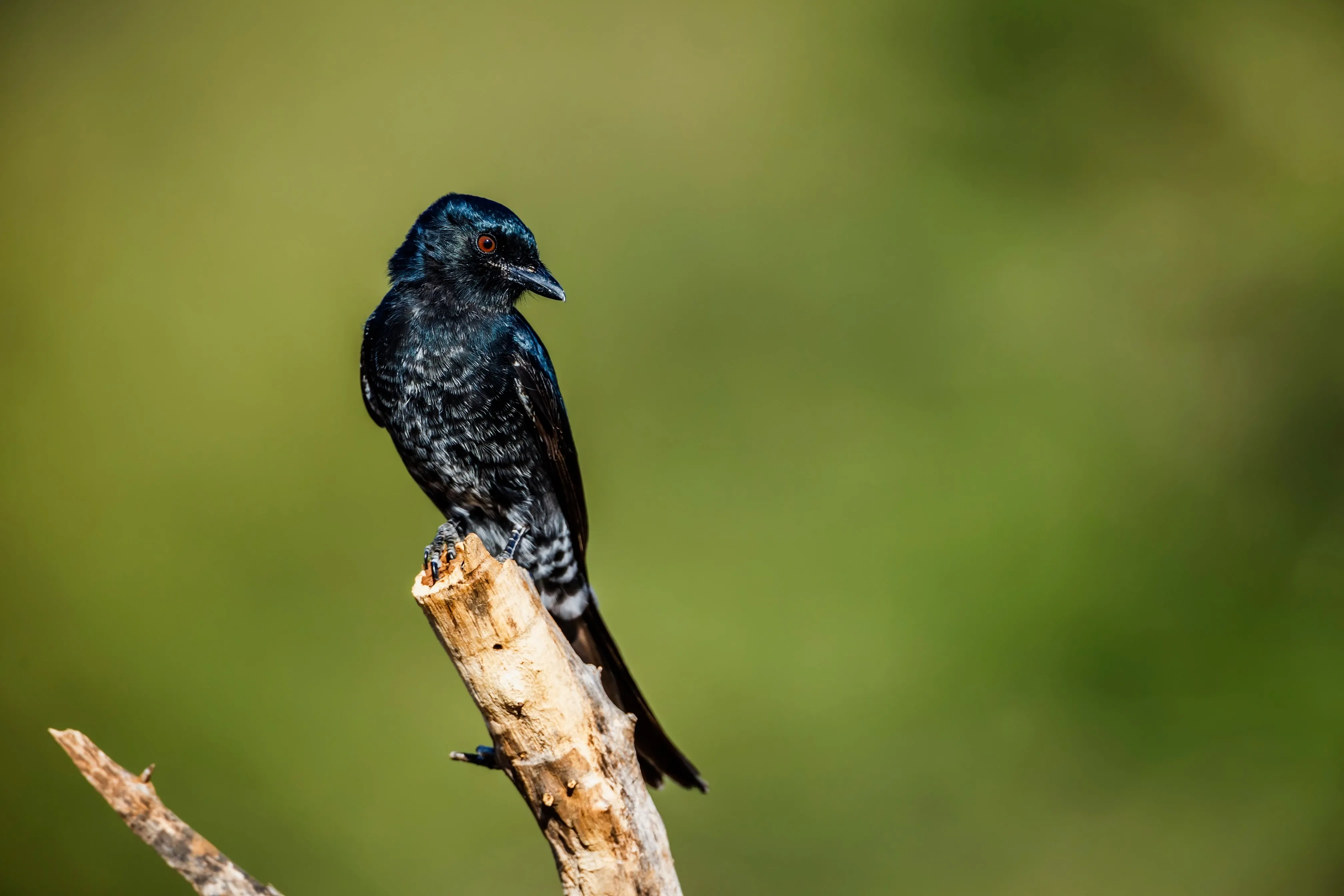 Fork tailed drongo