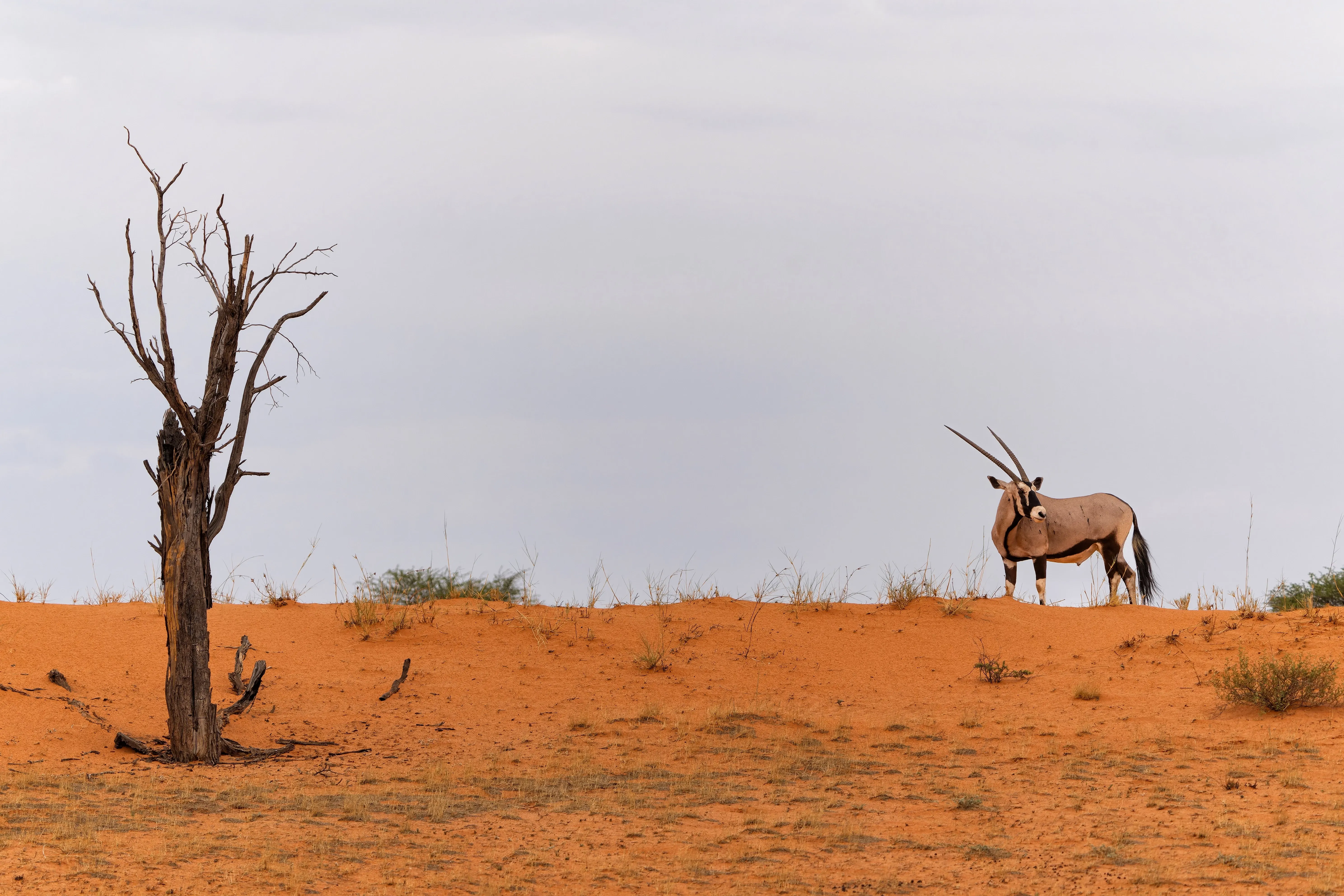 Oryx in Kgalagadi transfontier park
