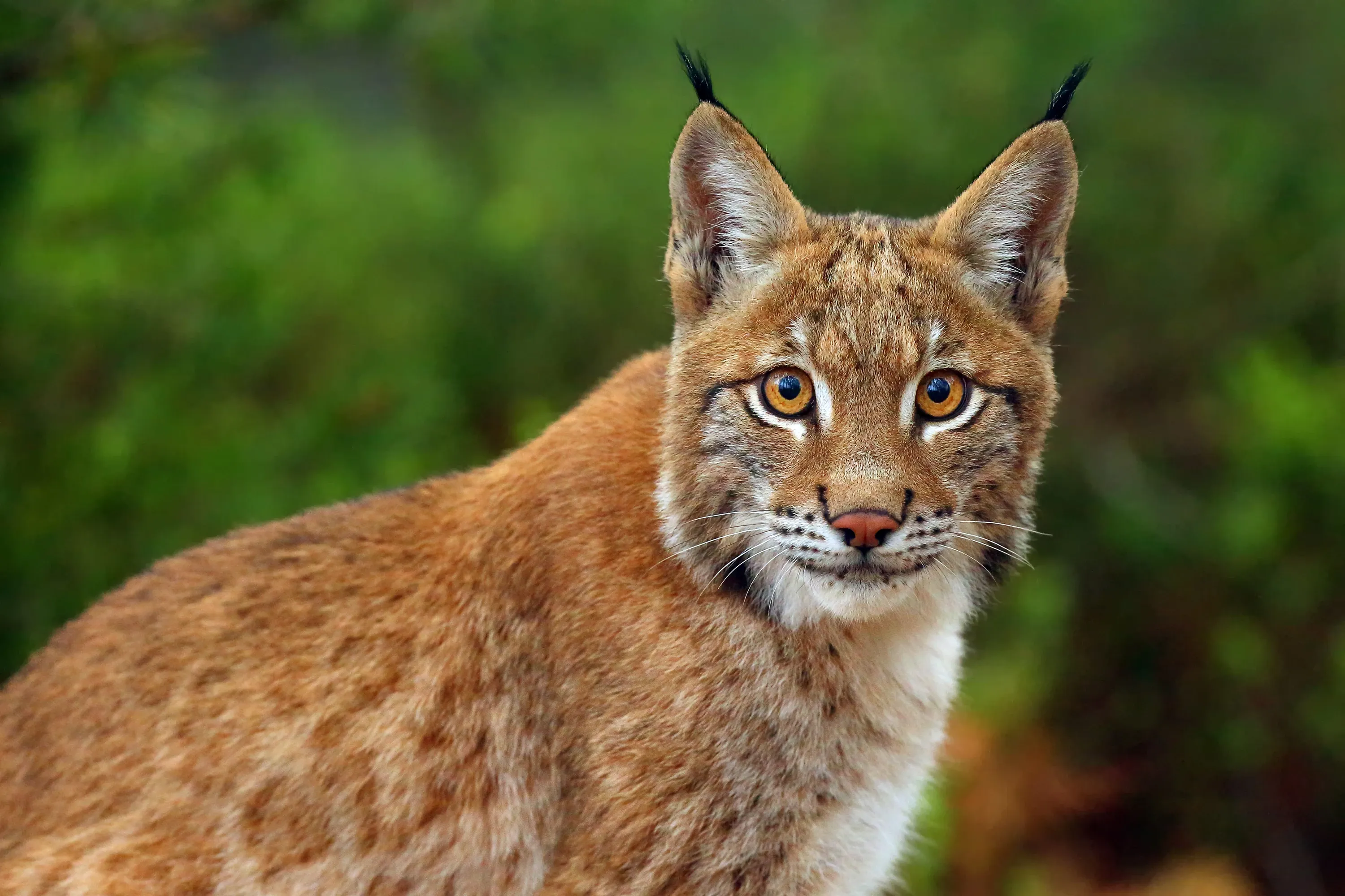 Lynx close up