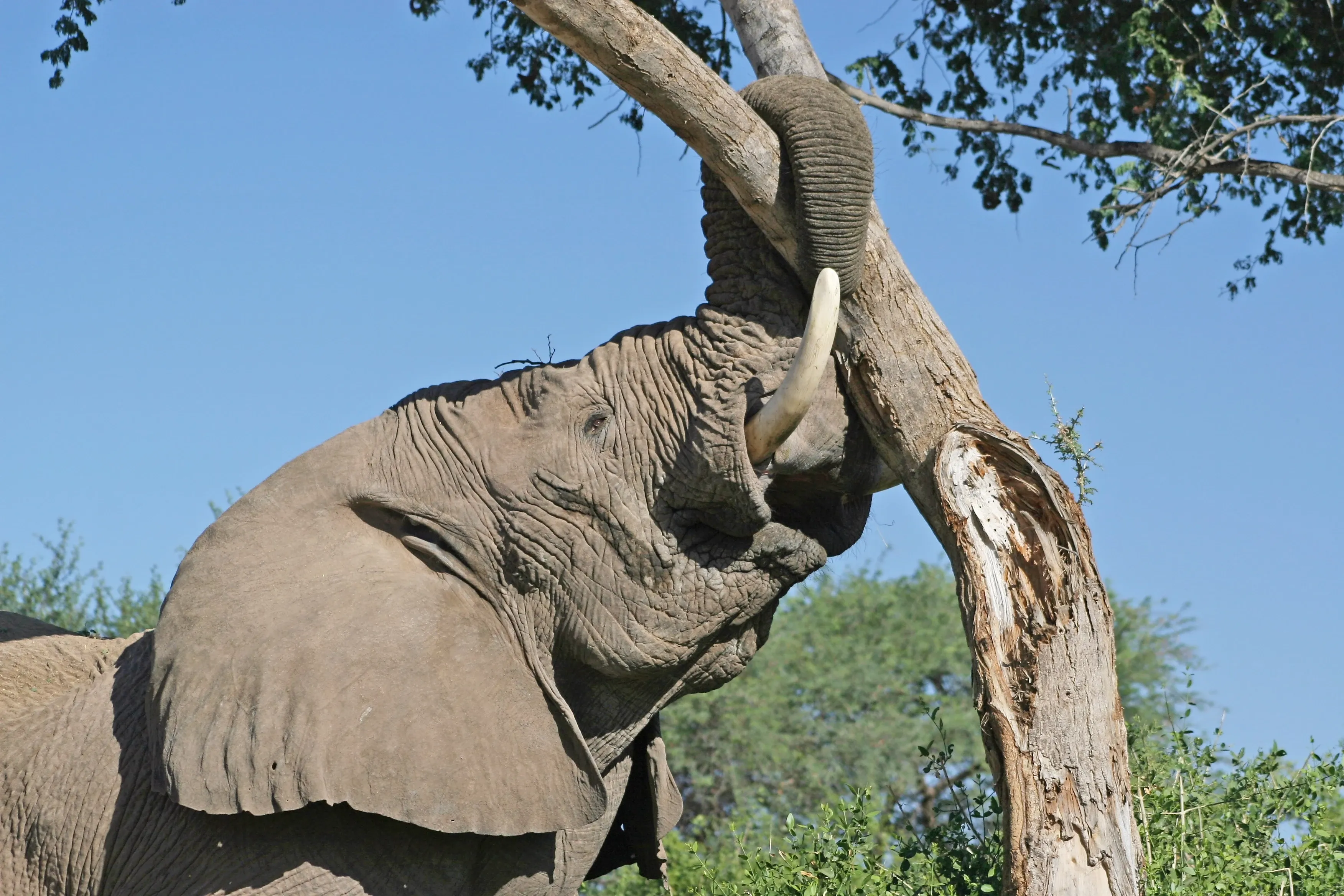 Elephant trunk wrapping trunk around tree