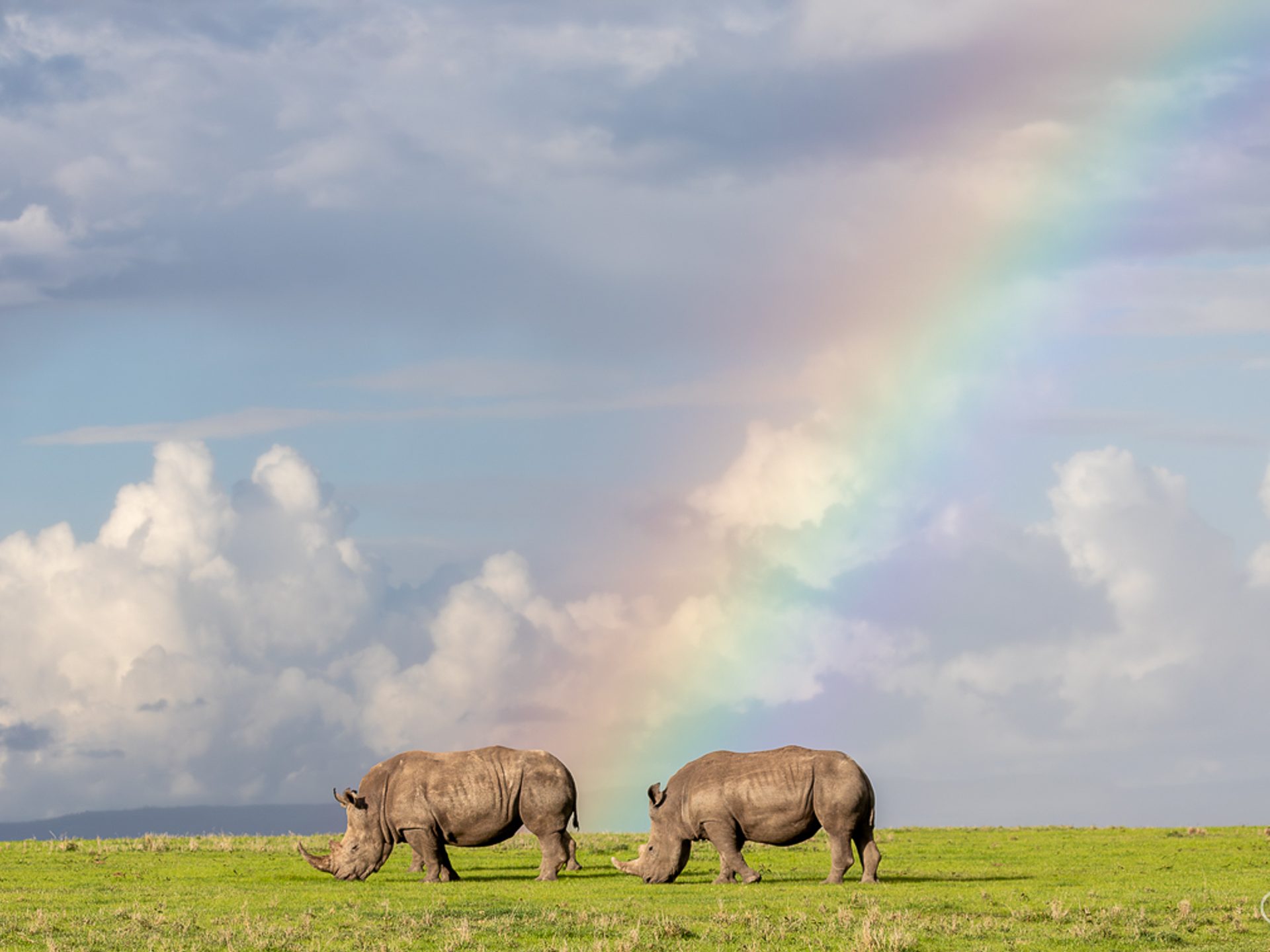 White rhinos in Ol Pejeta