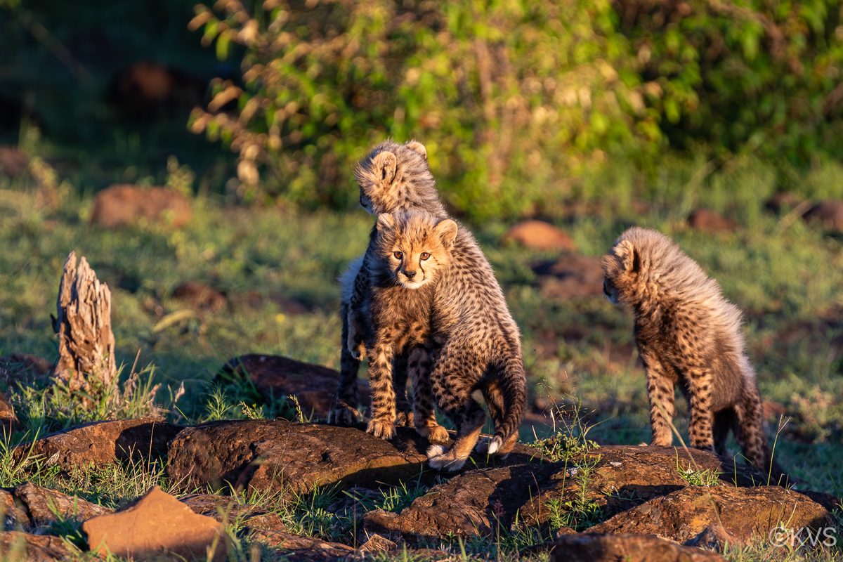 Cheetah cubs in the Mara