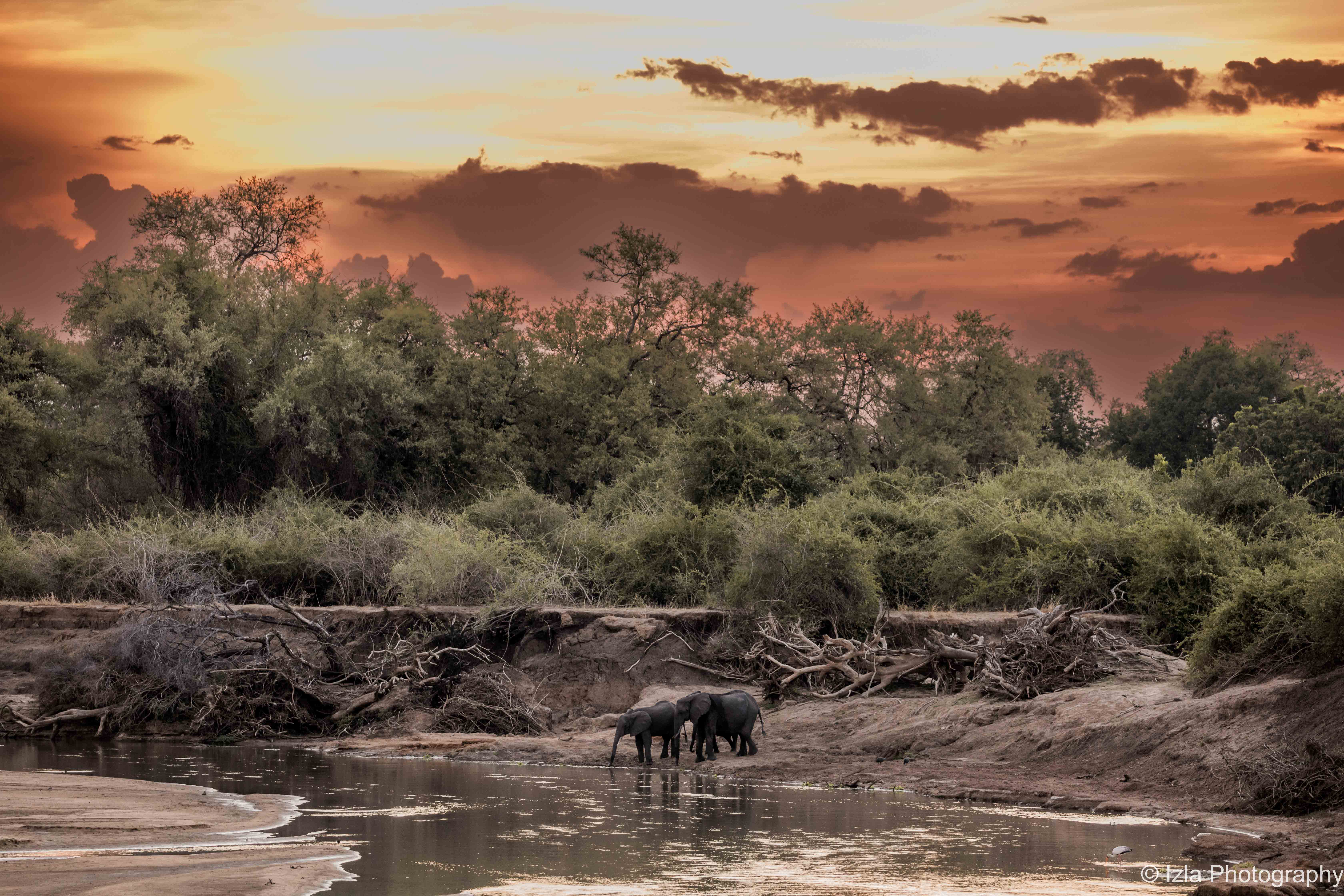 Sunset with elephants
