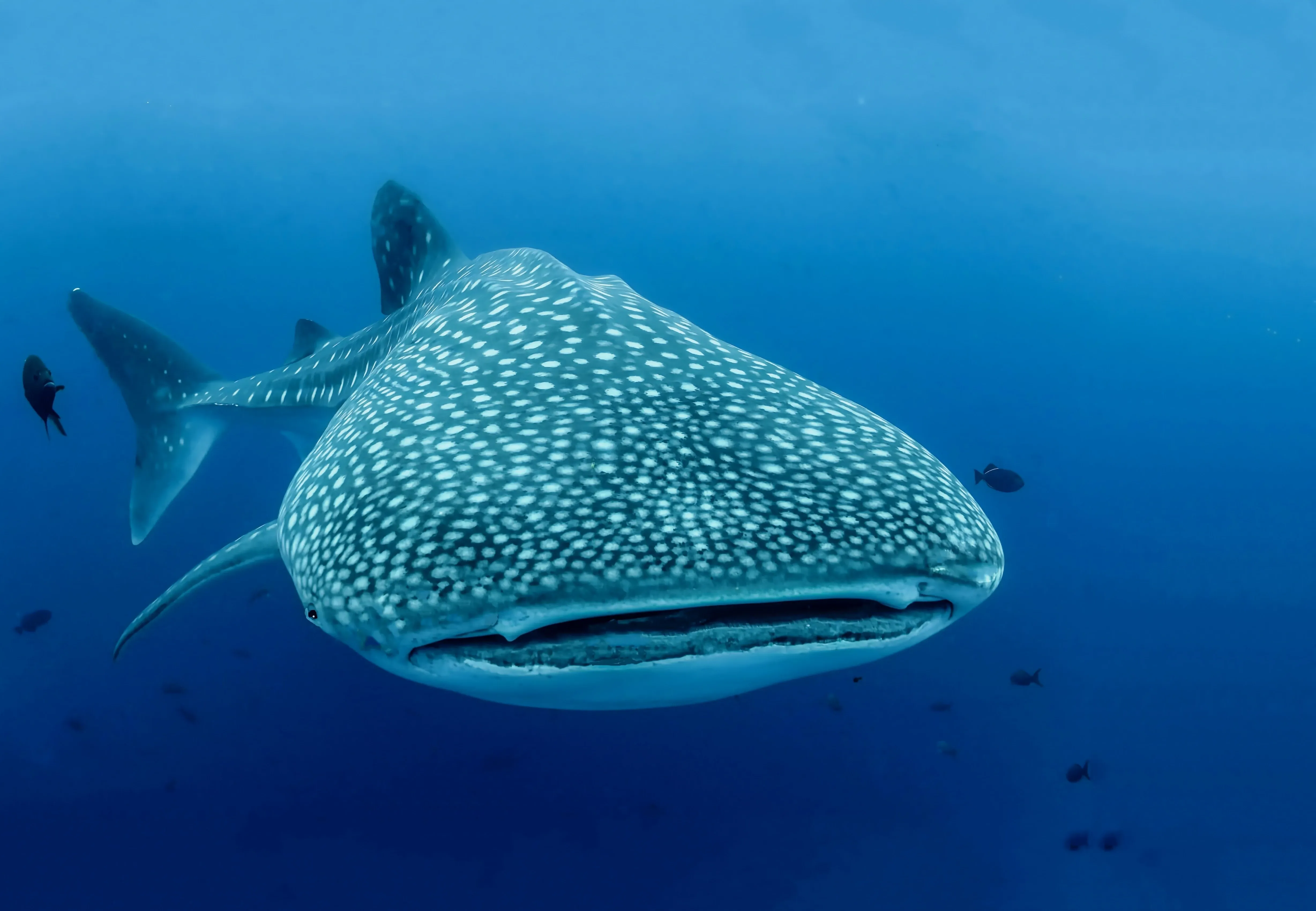 Whale shark
