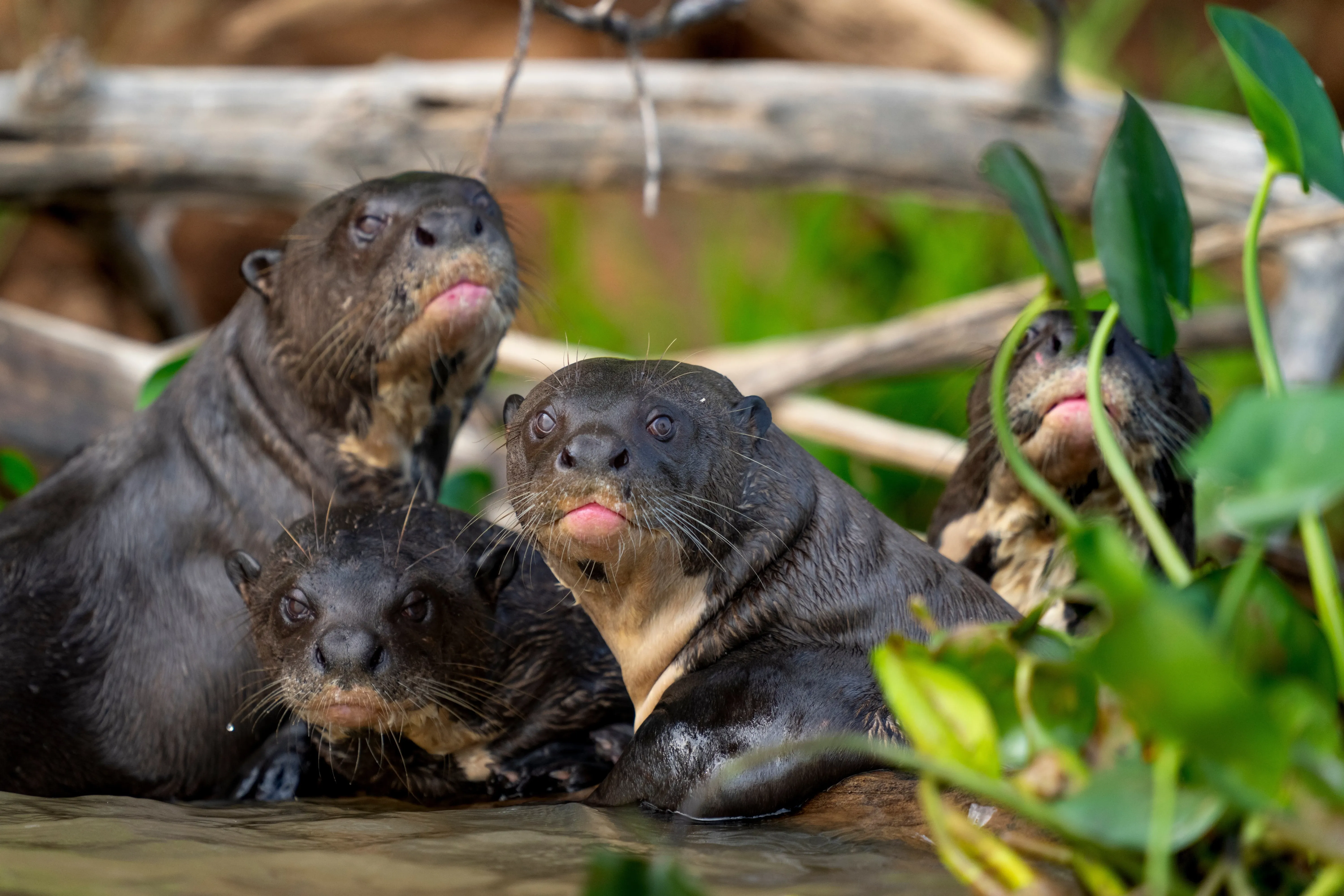Nature travel in South America