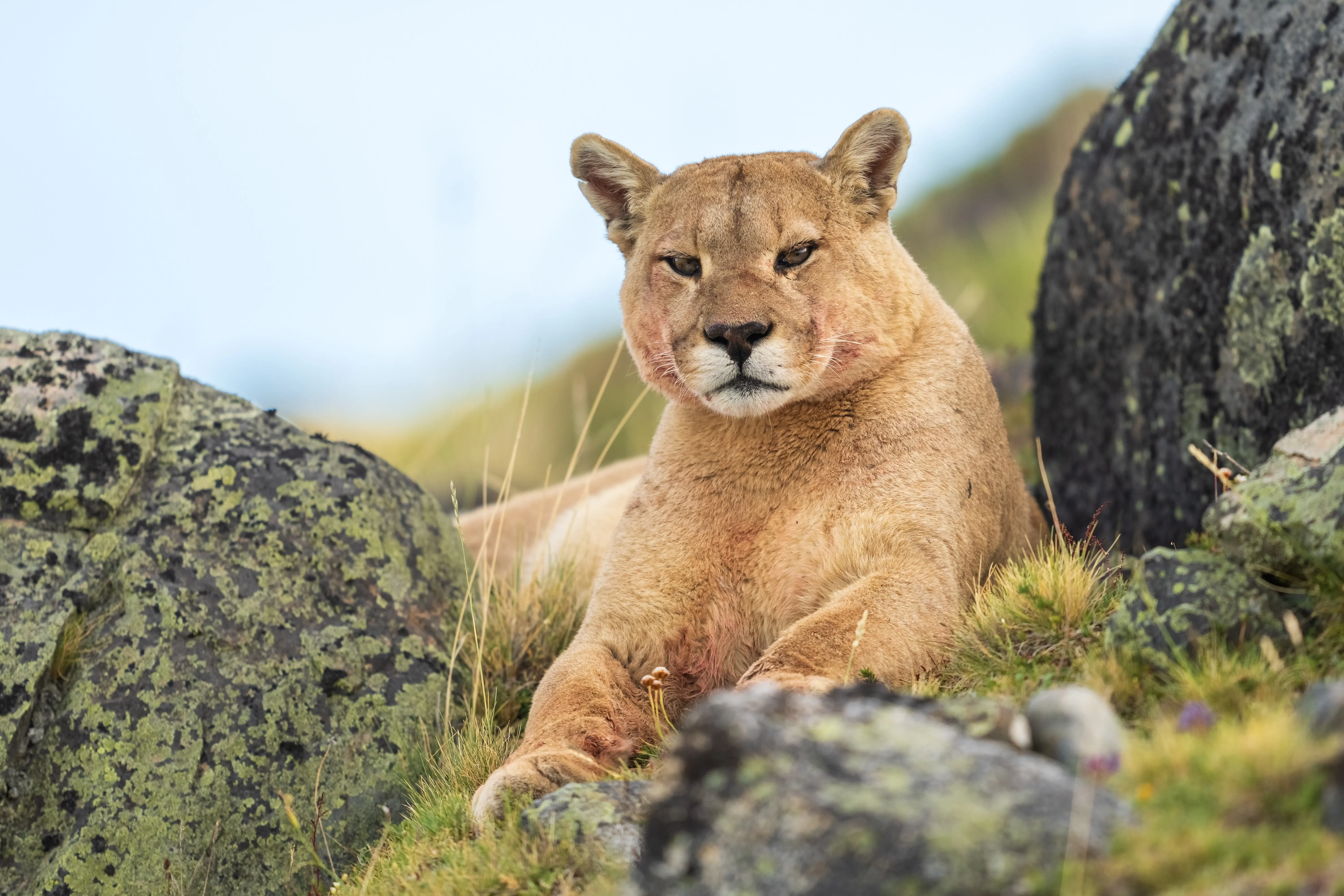 Puma chills between rocks