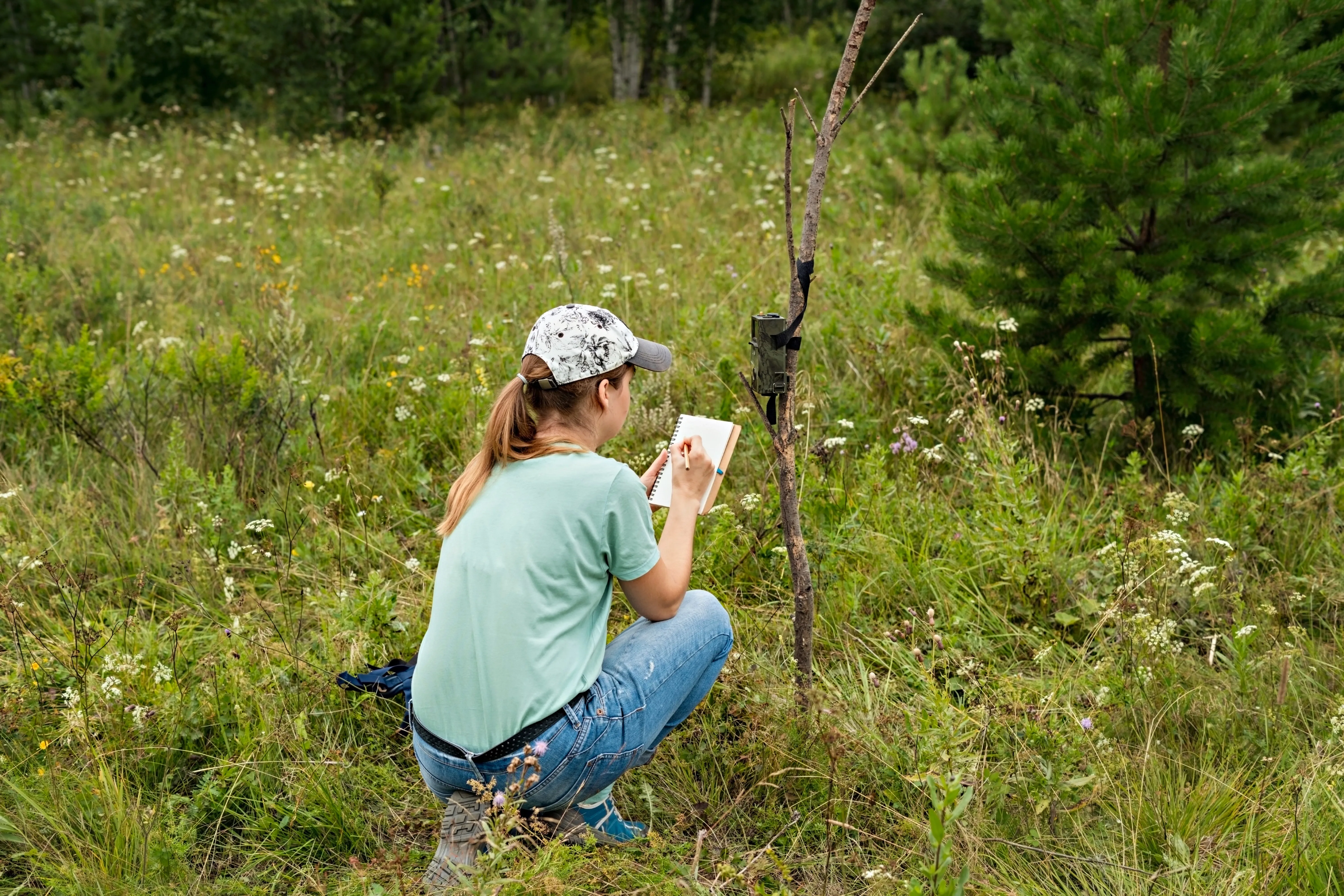 volunteer assessing camera trap