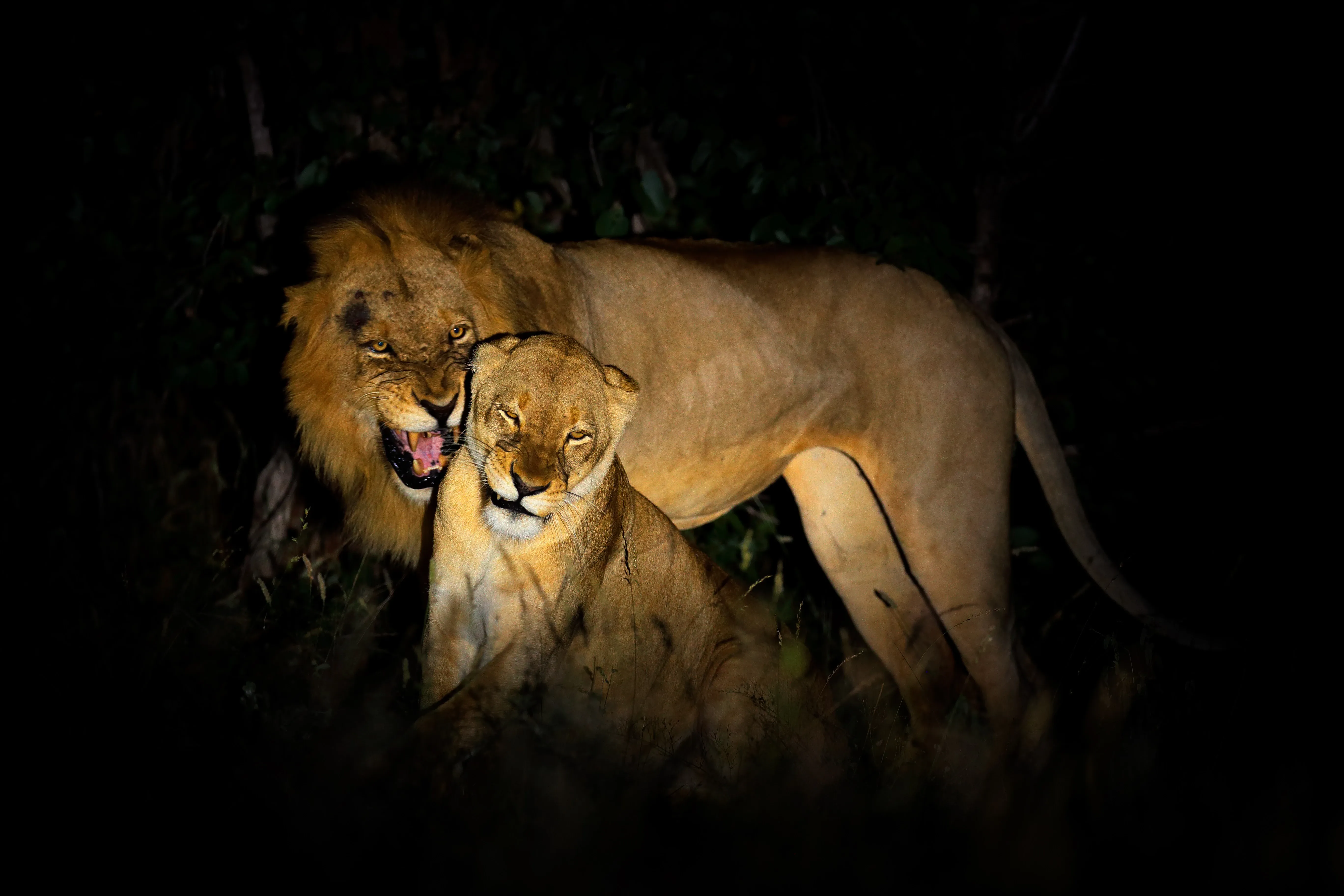 Lions in night light
