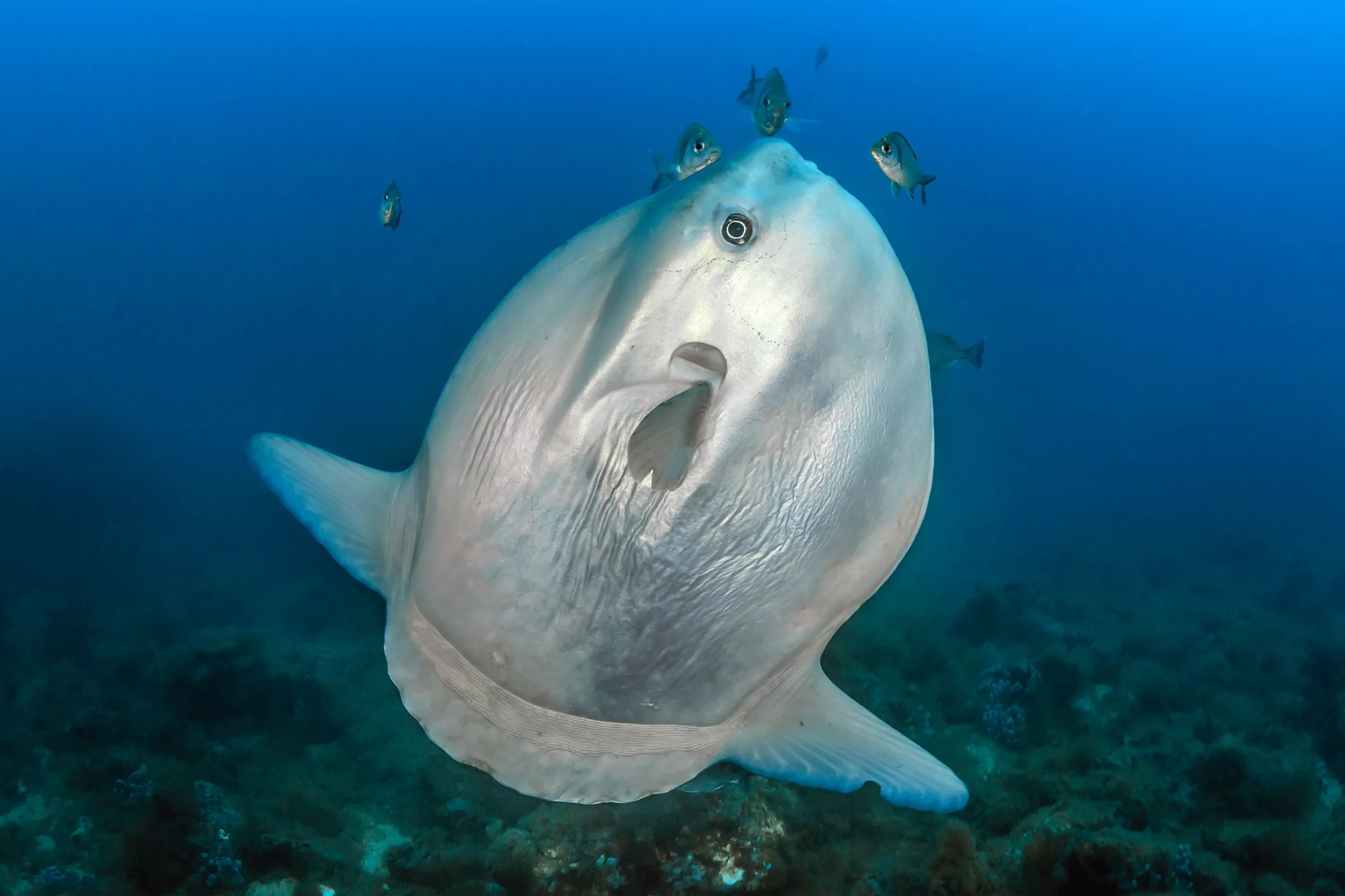 Sunfish swimming