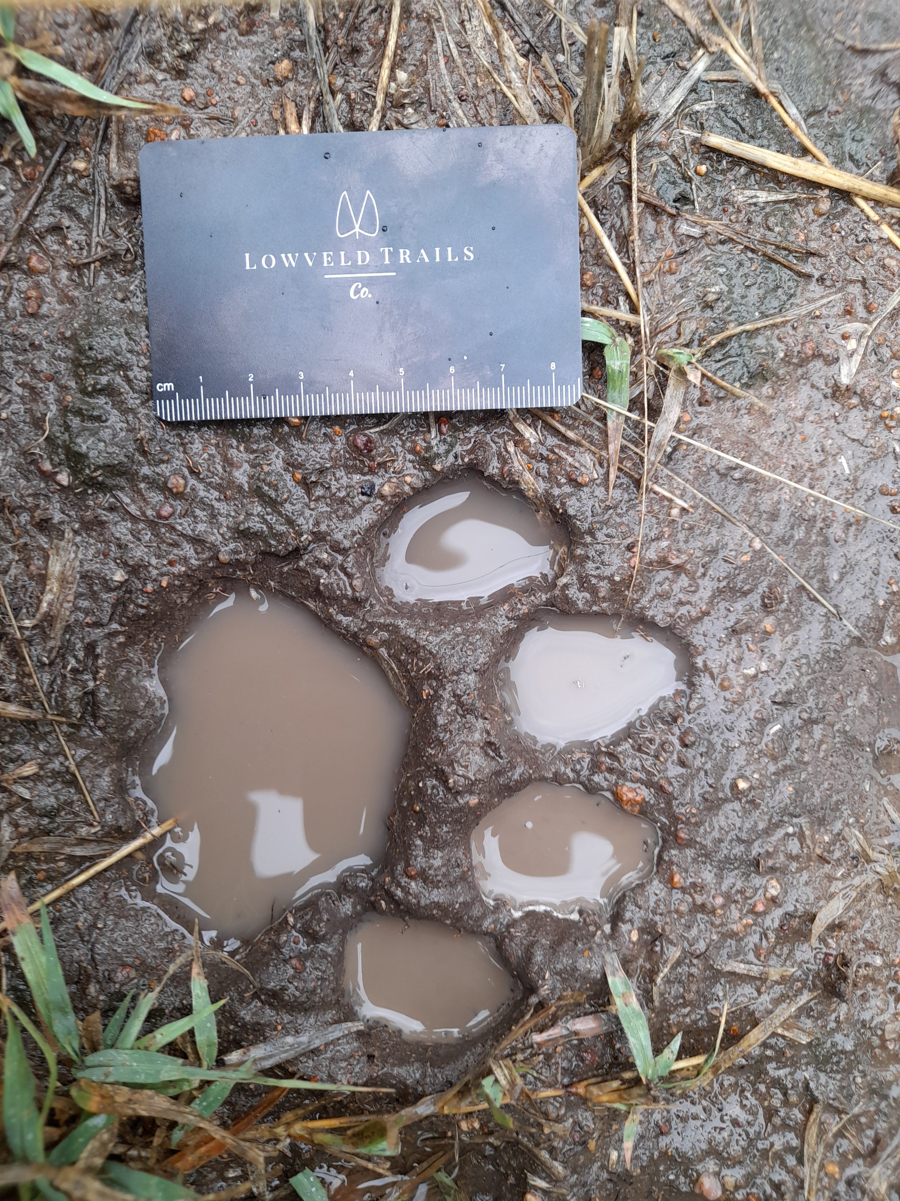 Animal track of the lion with centimetre map