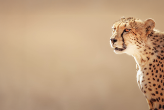 Thriving Cheetahs: relocation from Kalahari to Malawi