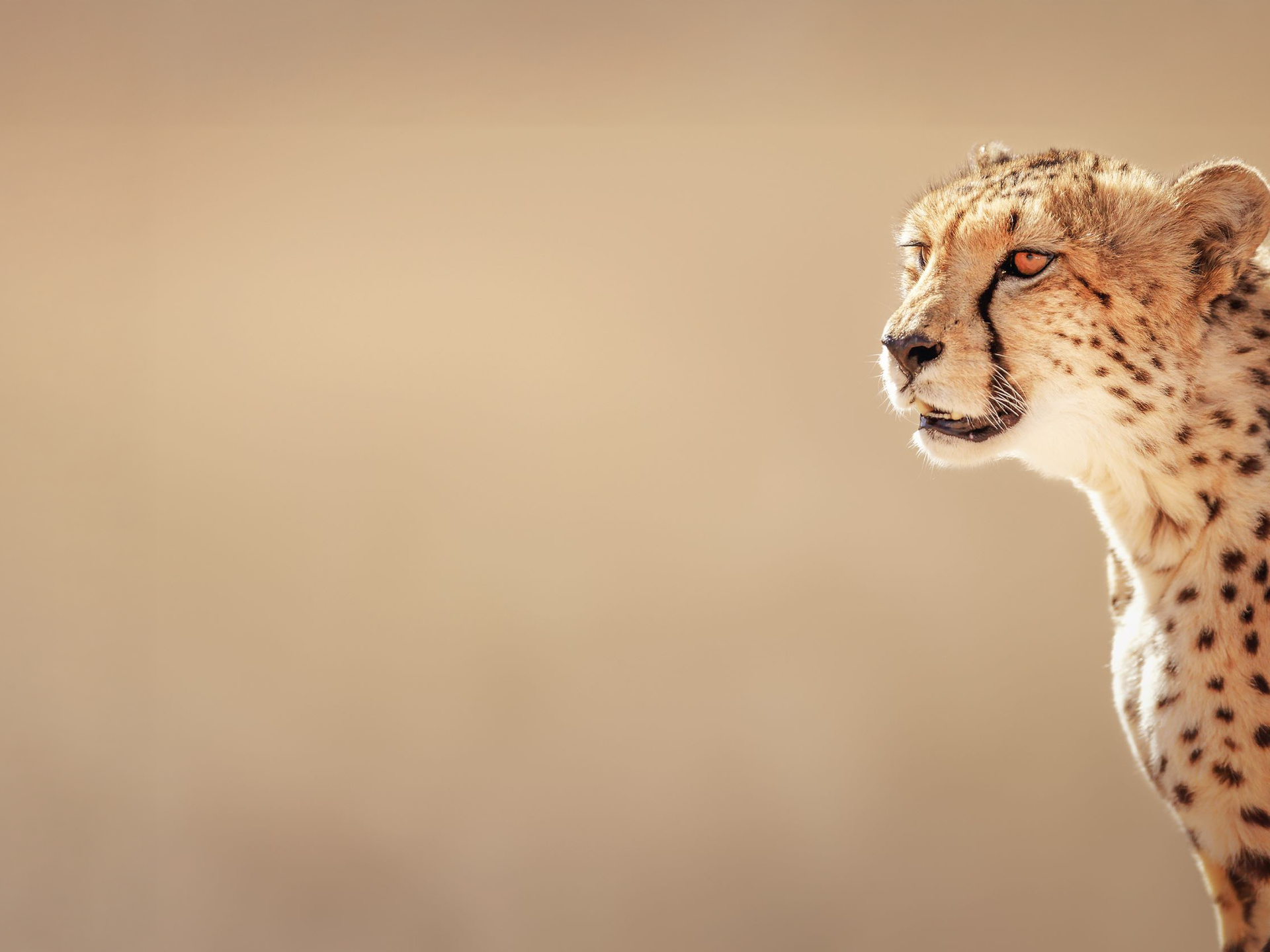Endangered Wildlife Trust, Africa