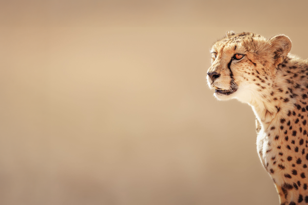 Our partner: Endangered Wildlife Trust