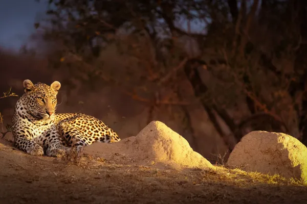 Leopard