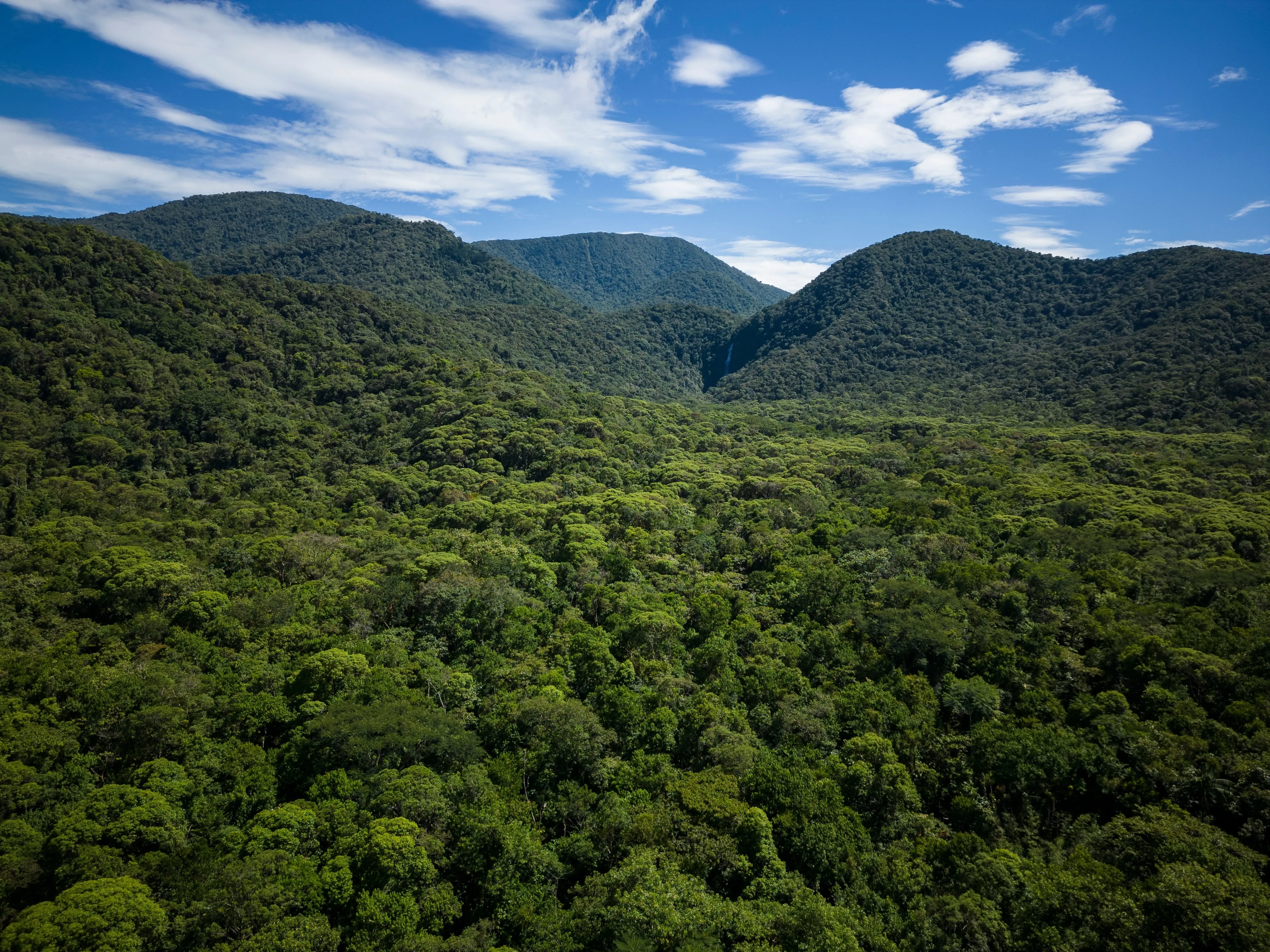Amazonas-Regenwald gegen blauen Himmel
