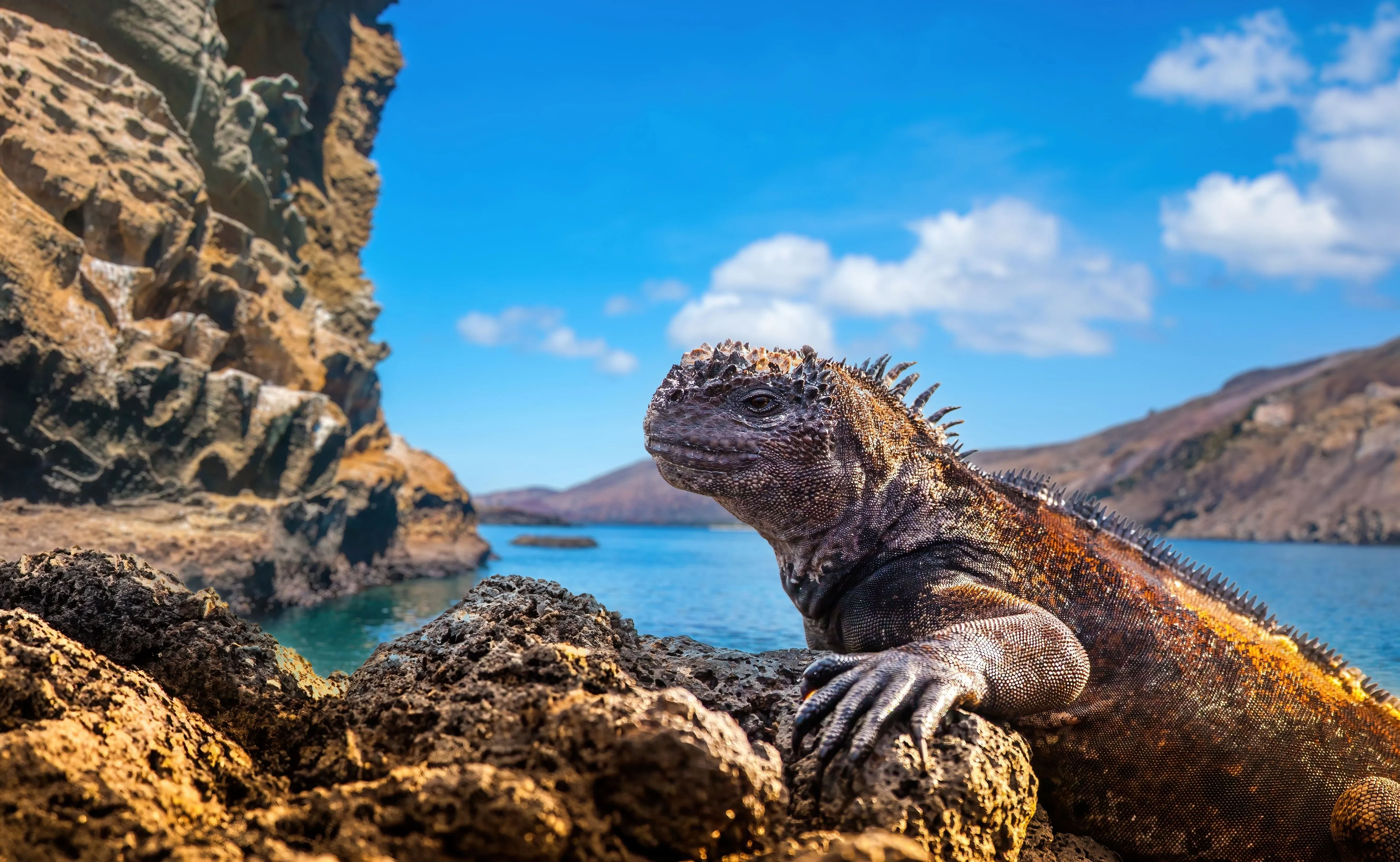 water monitor