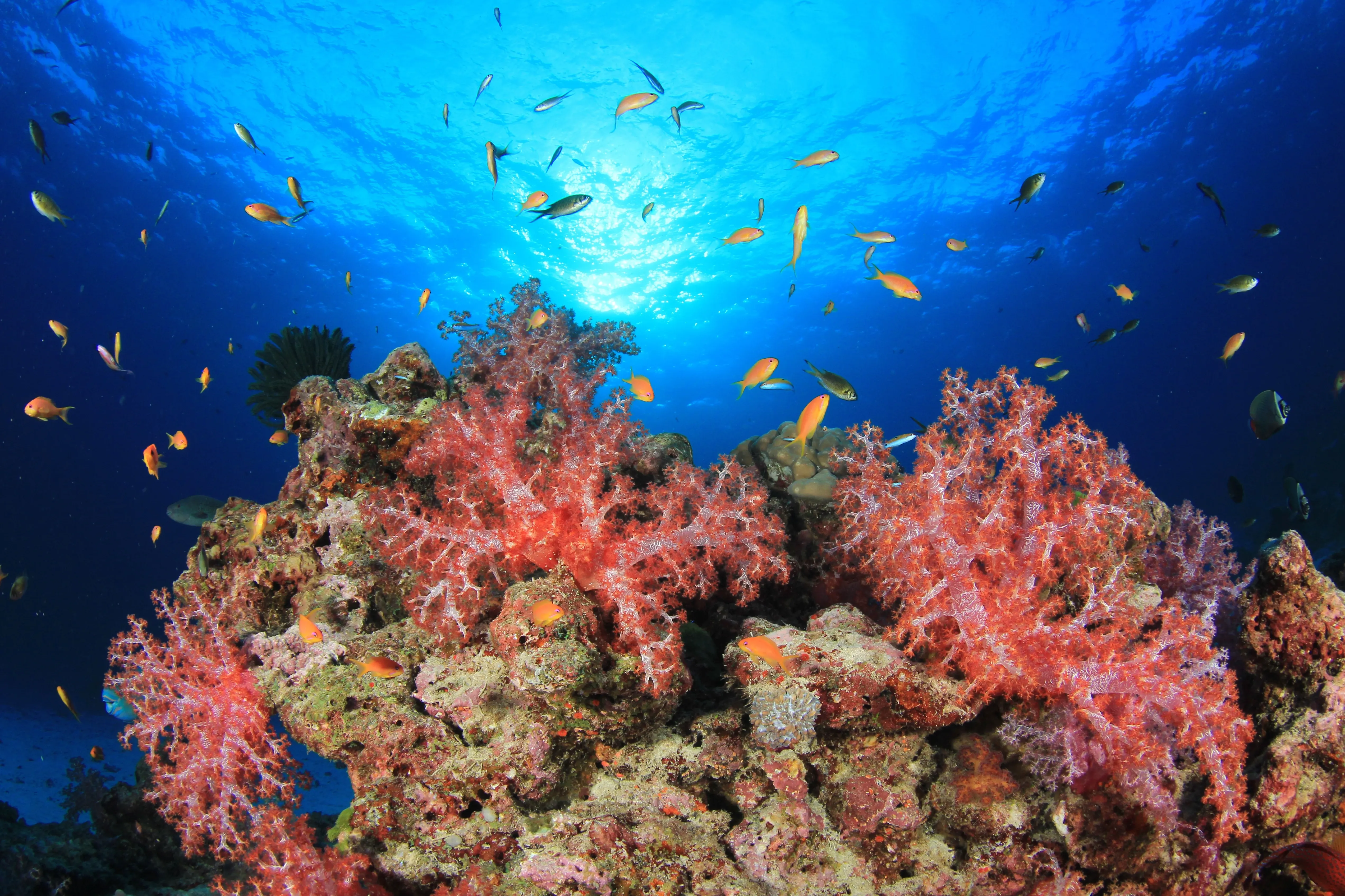 Pink corals