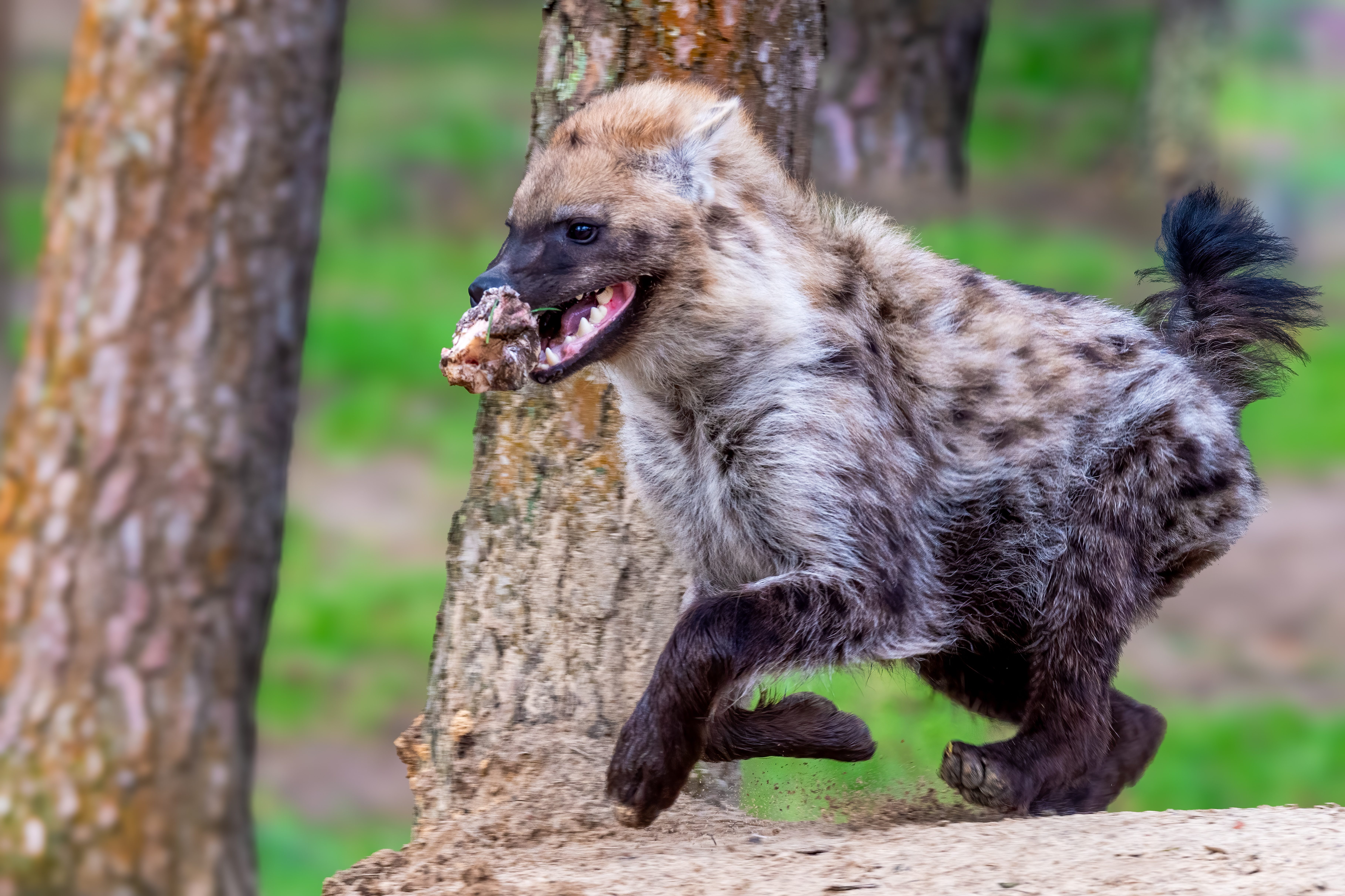 hyena running with bone