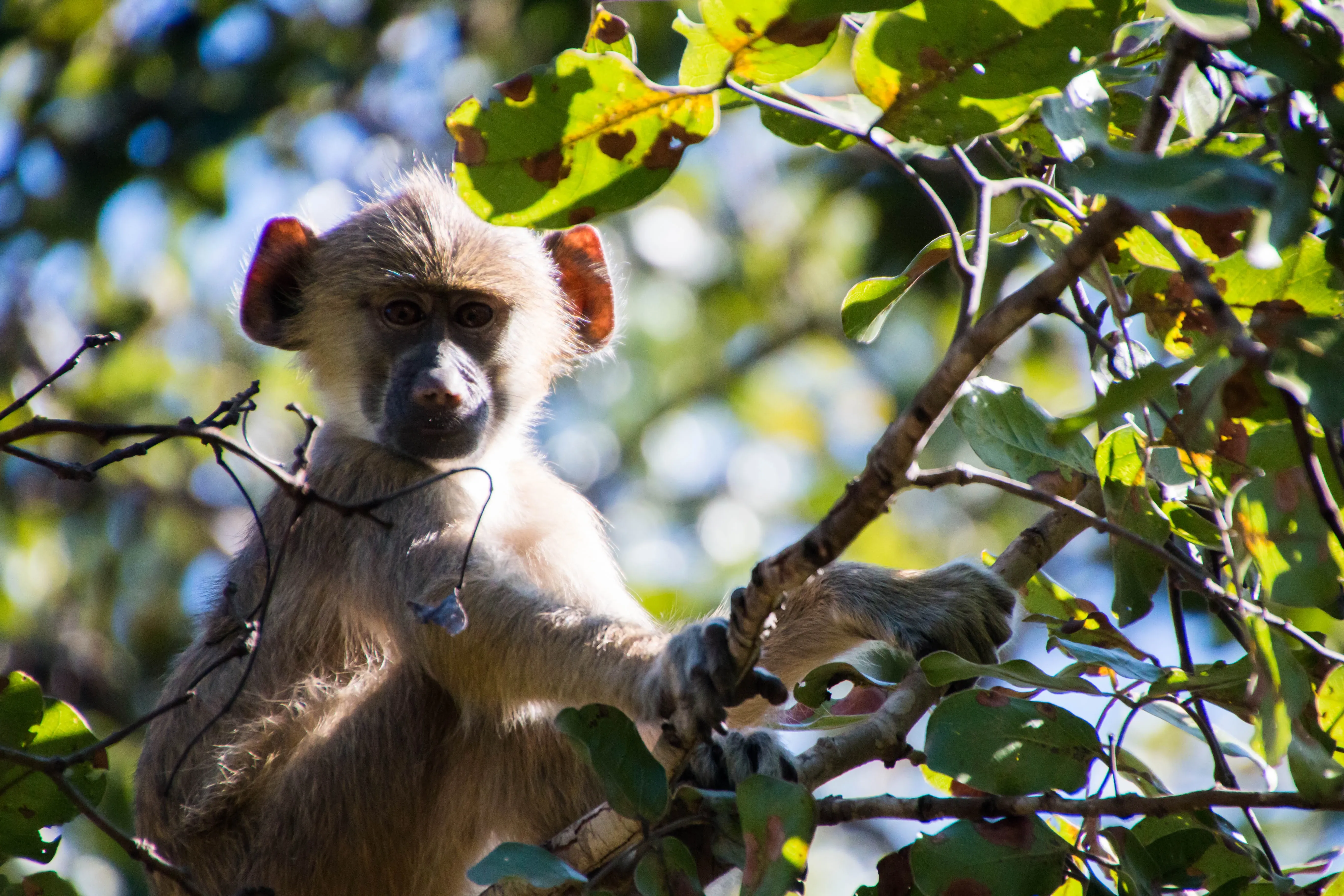 Monkey sitting in a tree in Malawi