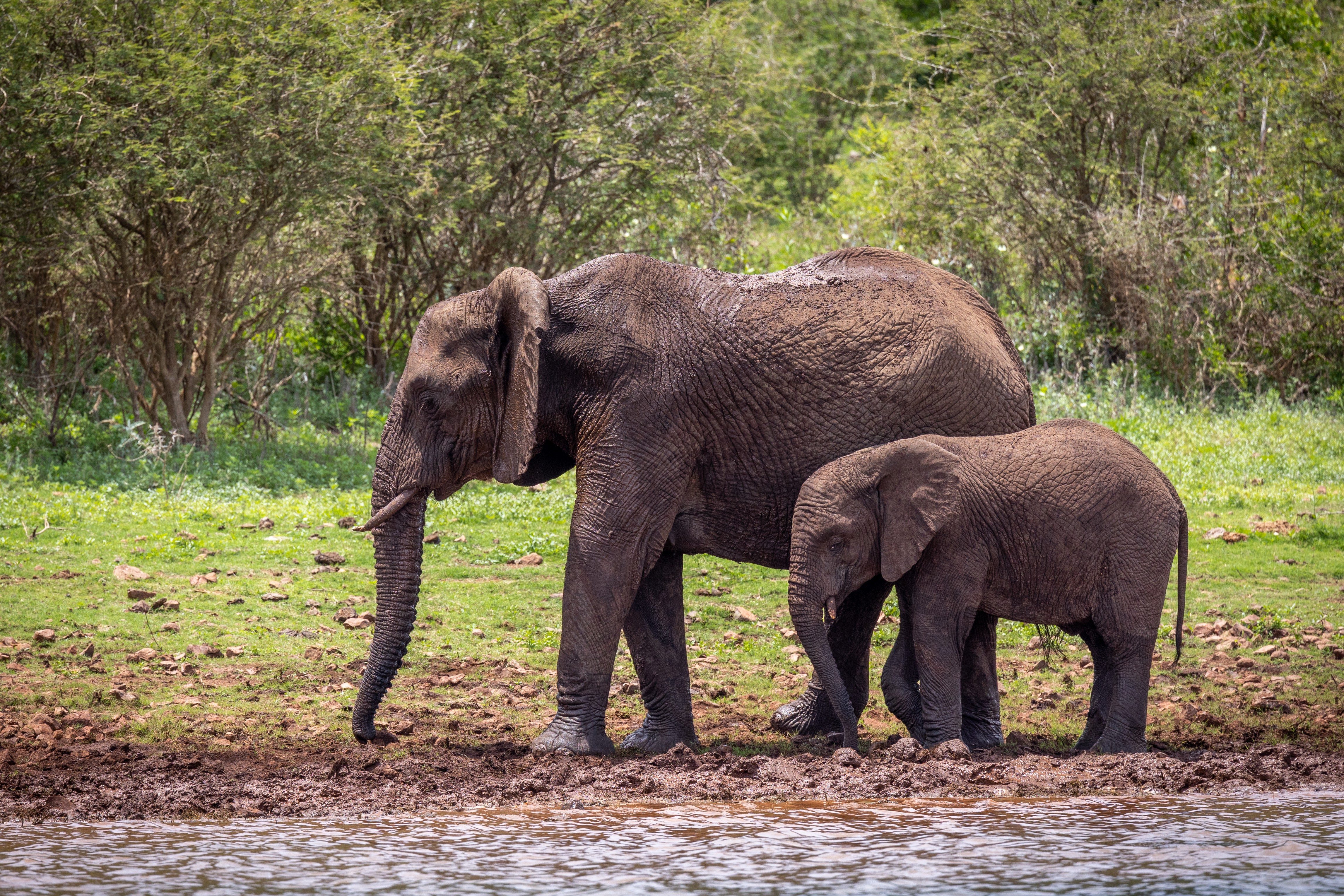 Two elephants (Credits Martina Baumeler)