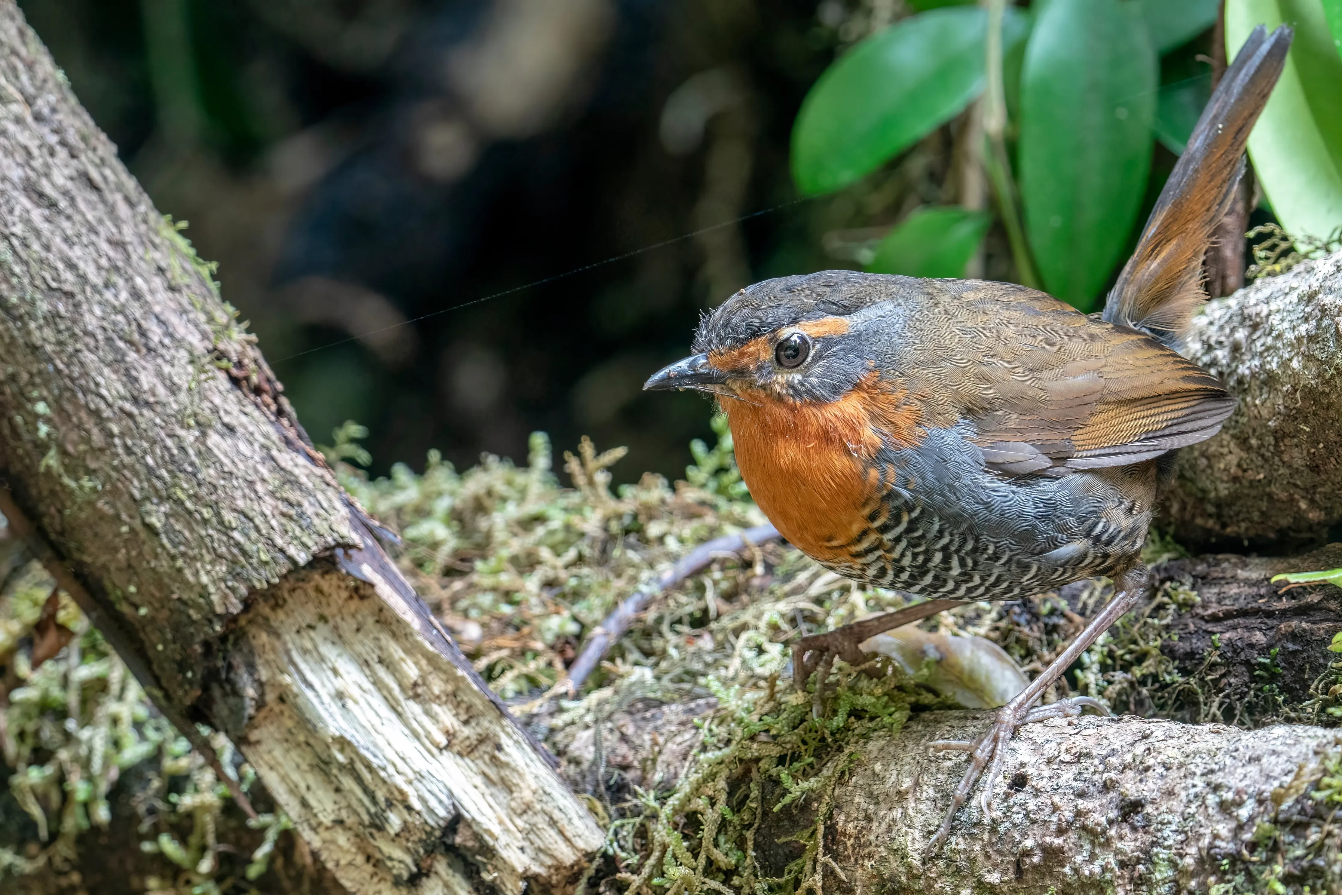 chucao tapaculo