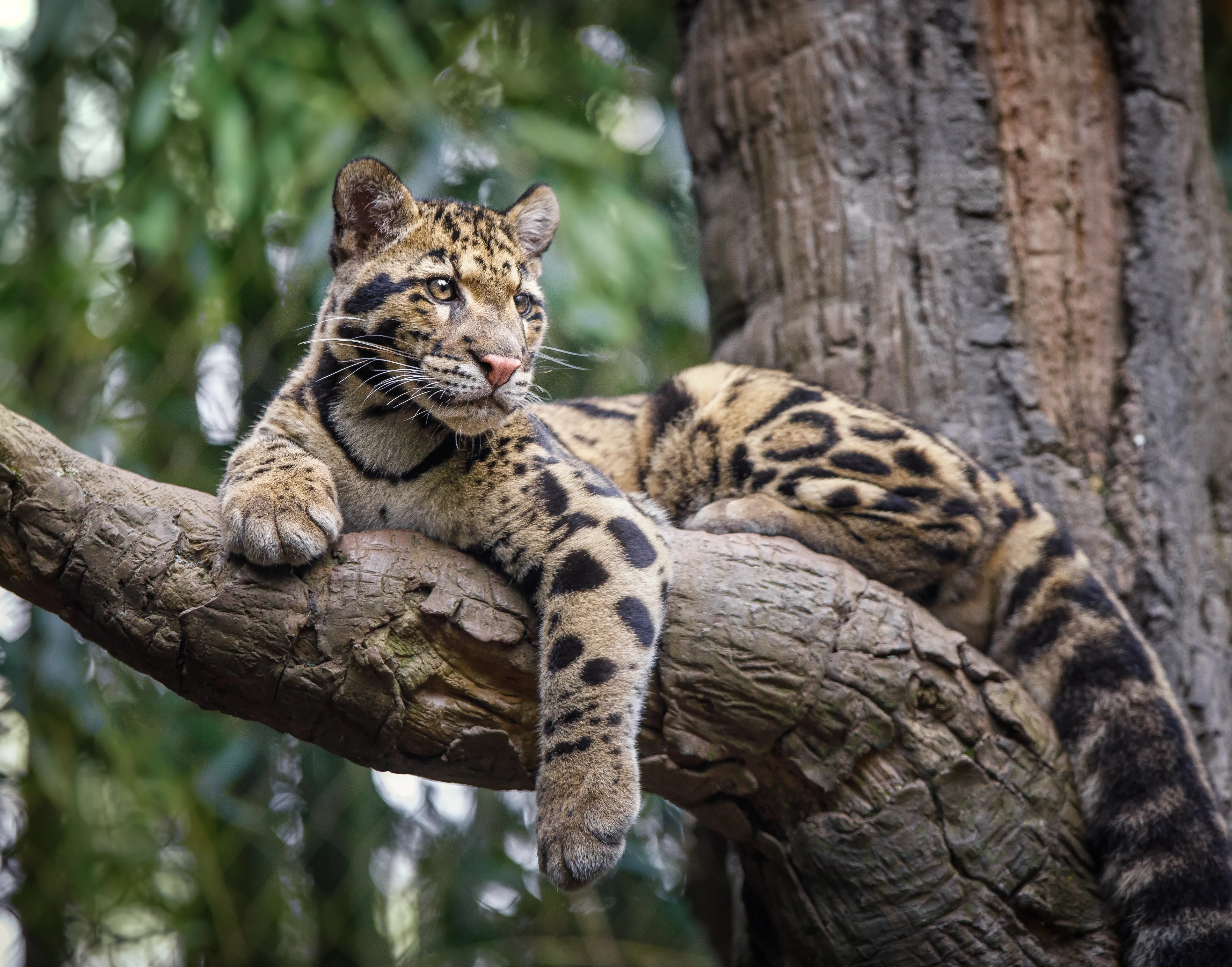 Leopard auf Baum in Borneo