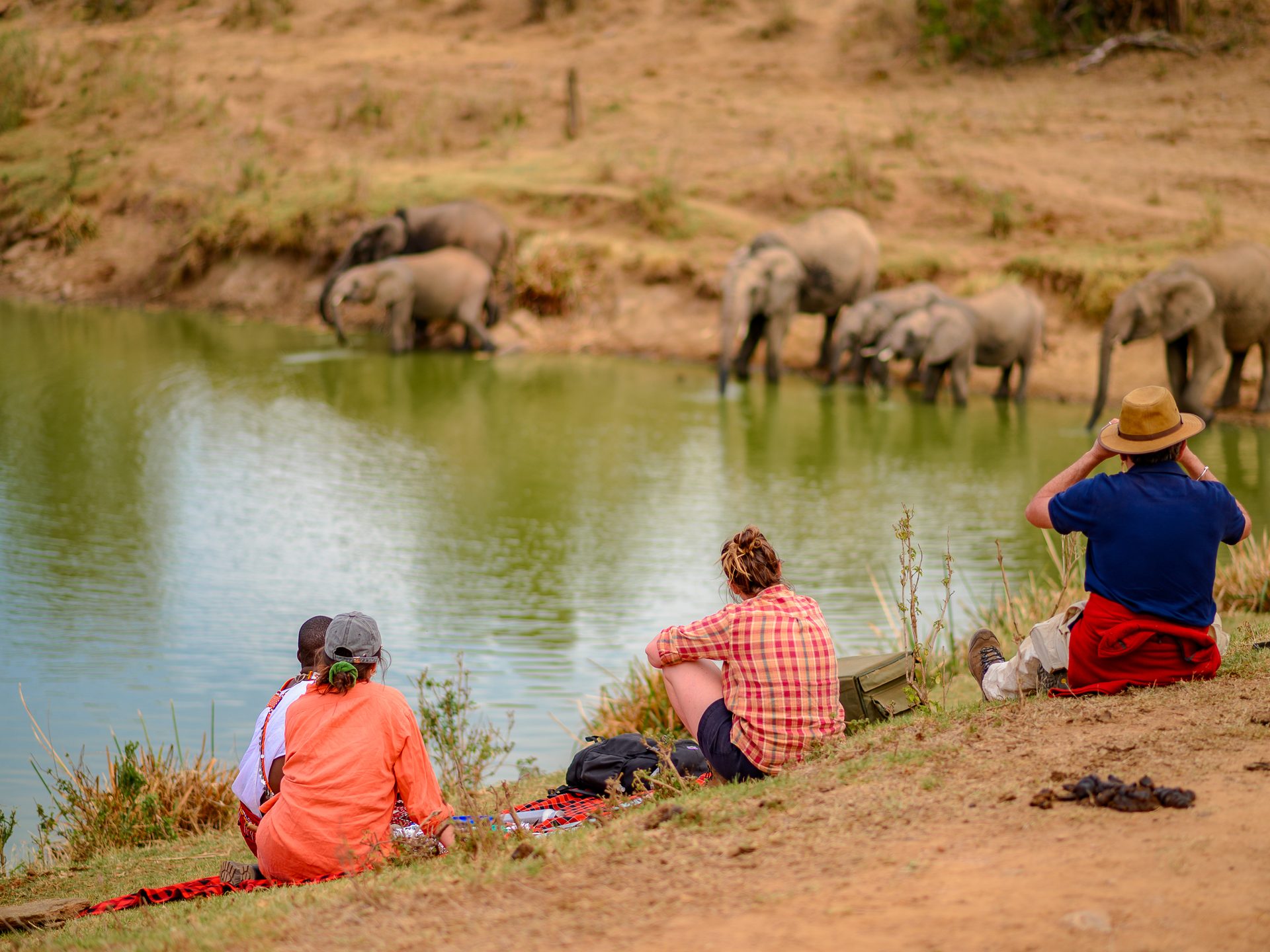 elephant viewing