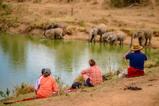 Elefantenbeobachtung