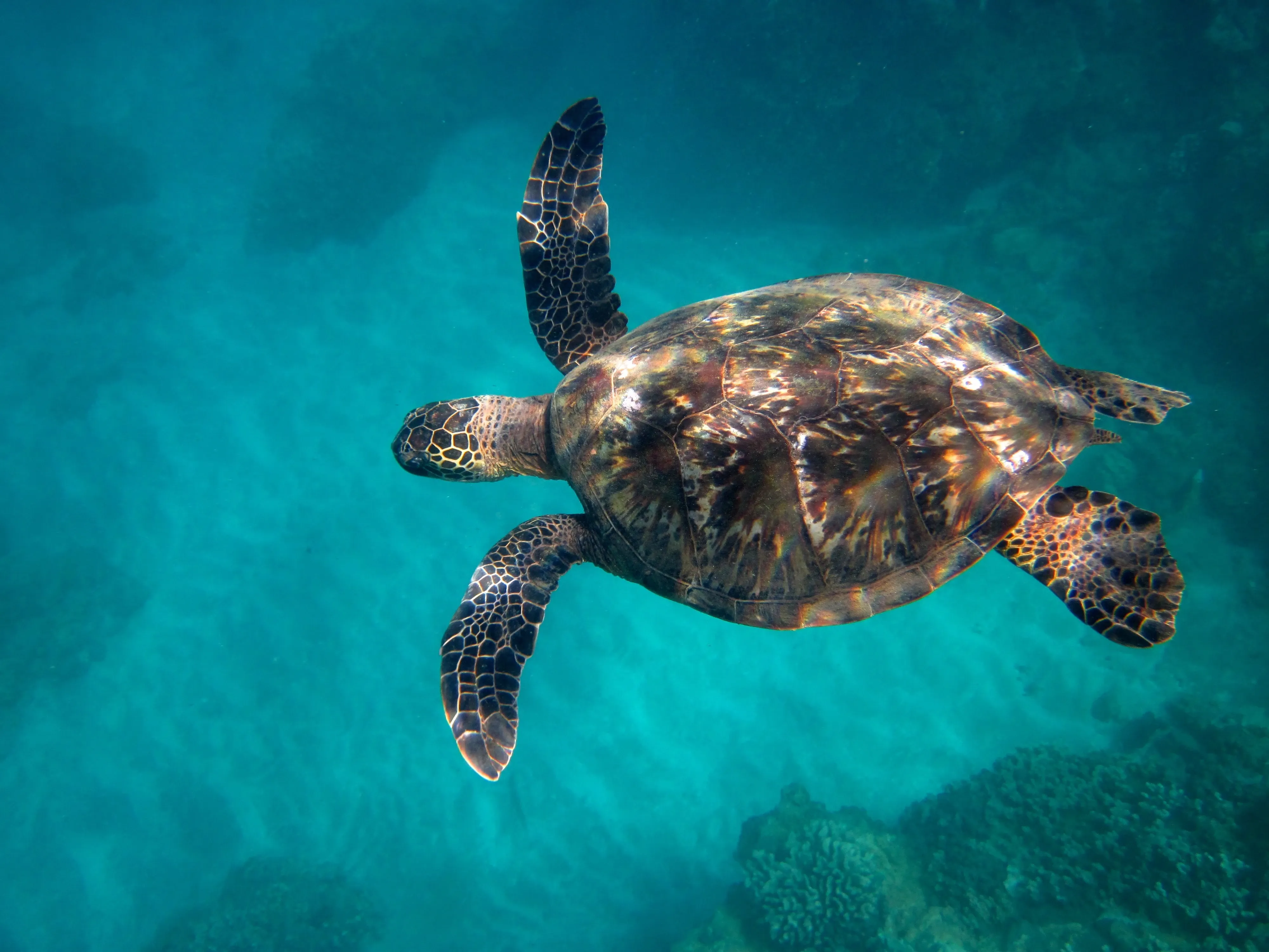 Grüne Meeresschildkröte unter Wasser