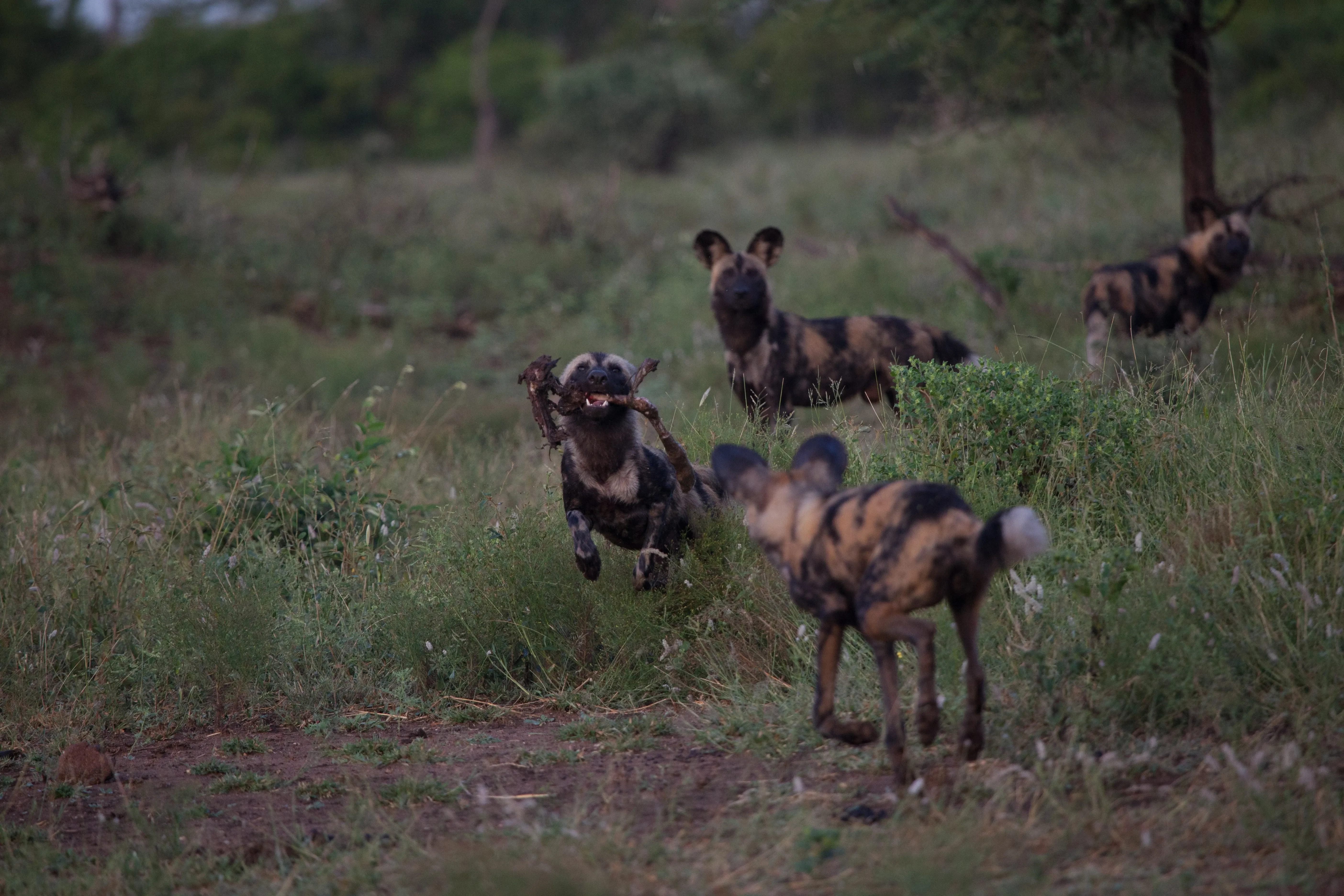 wild dog running with branch