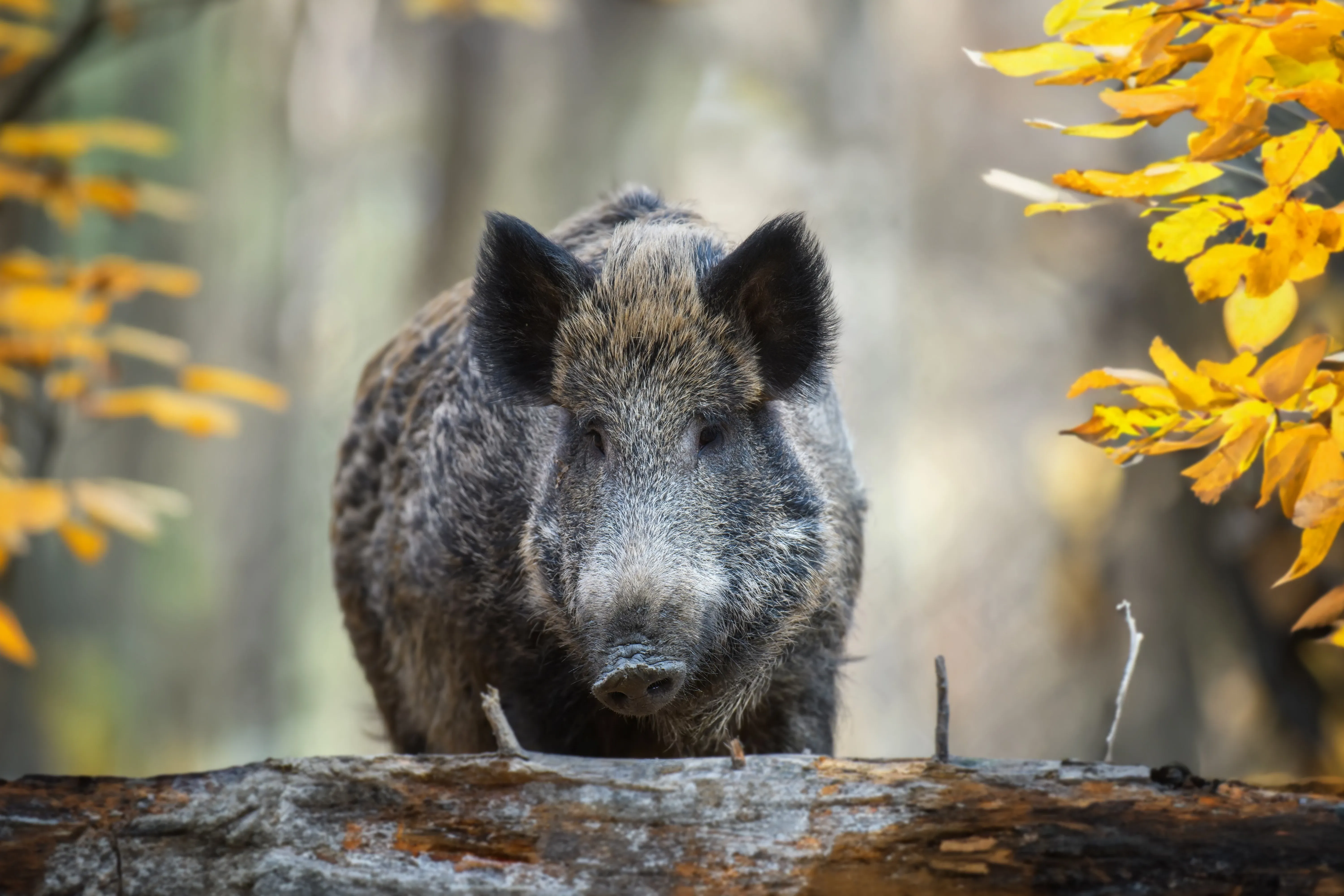 Wild boar closeup