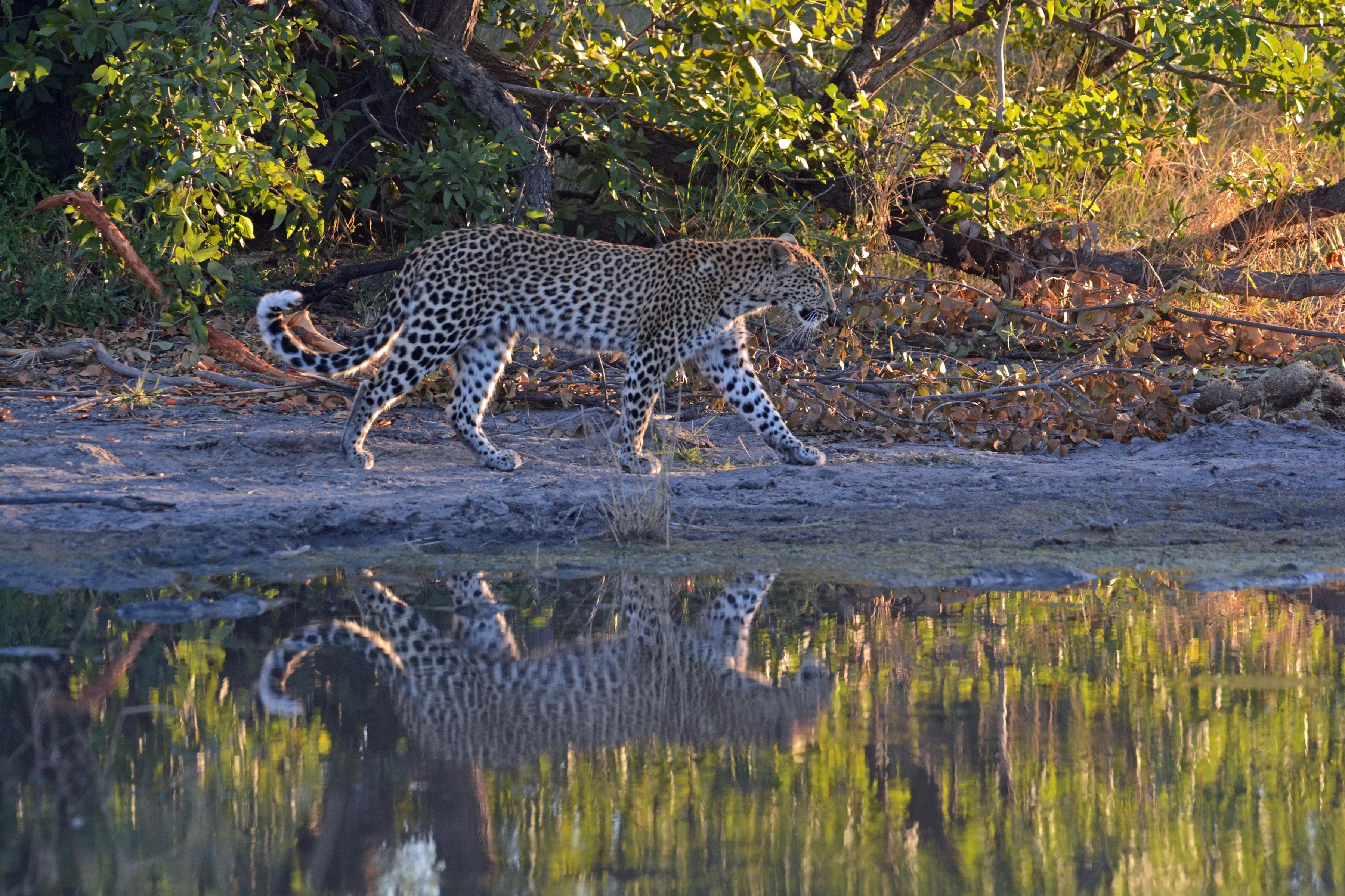 Leopard in okavango delta
