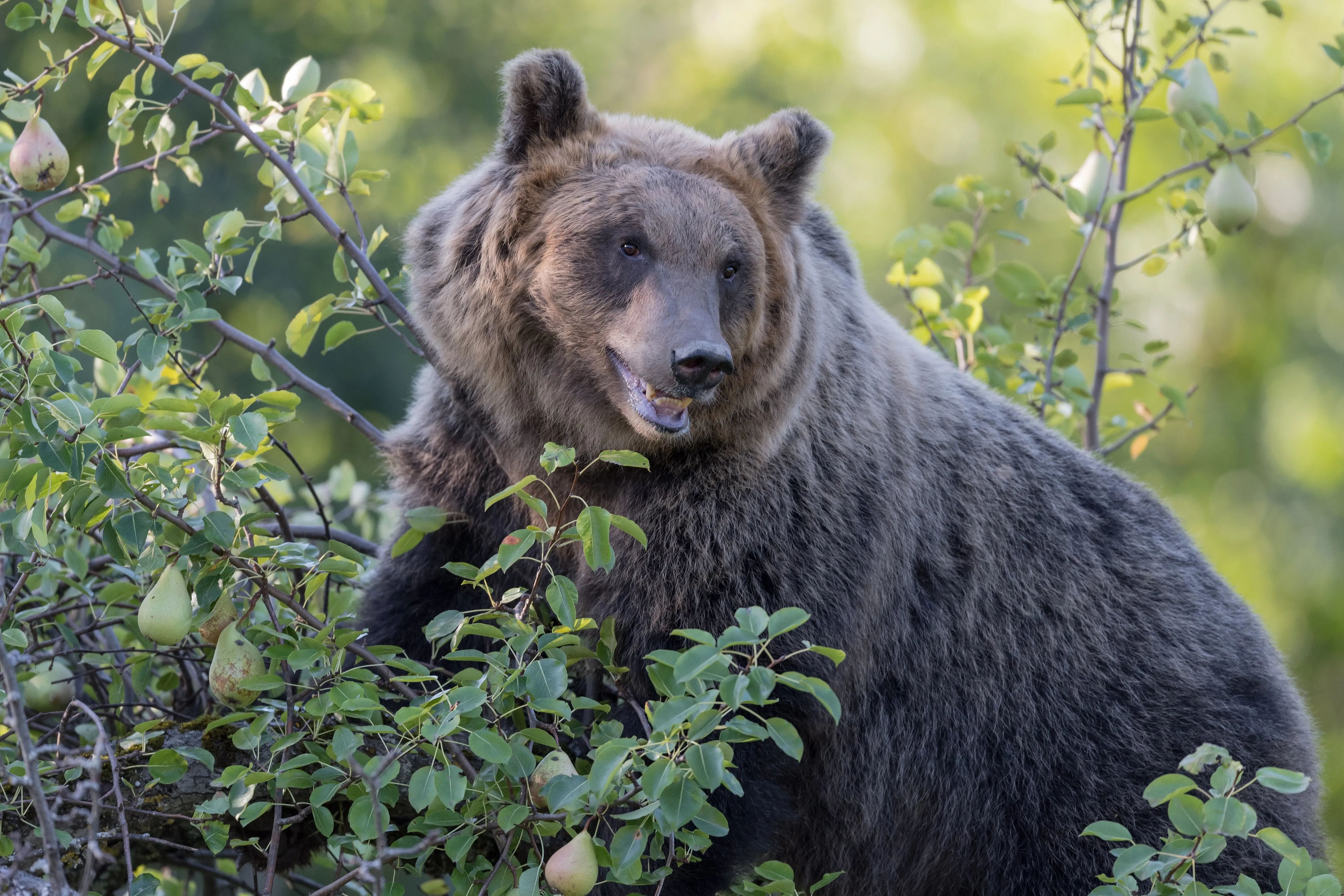 Braunbär am Birnenbaum